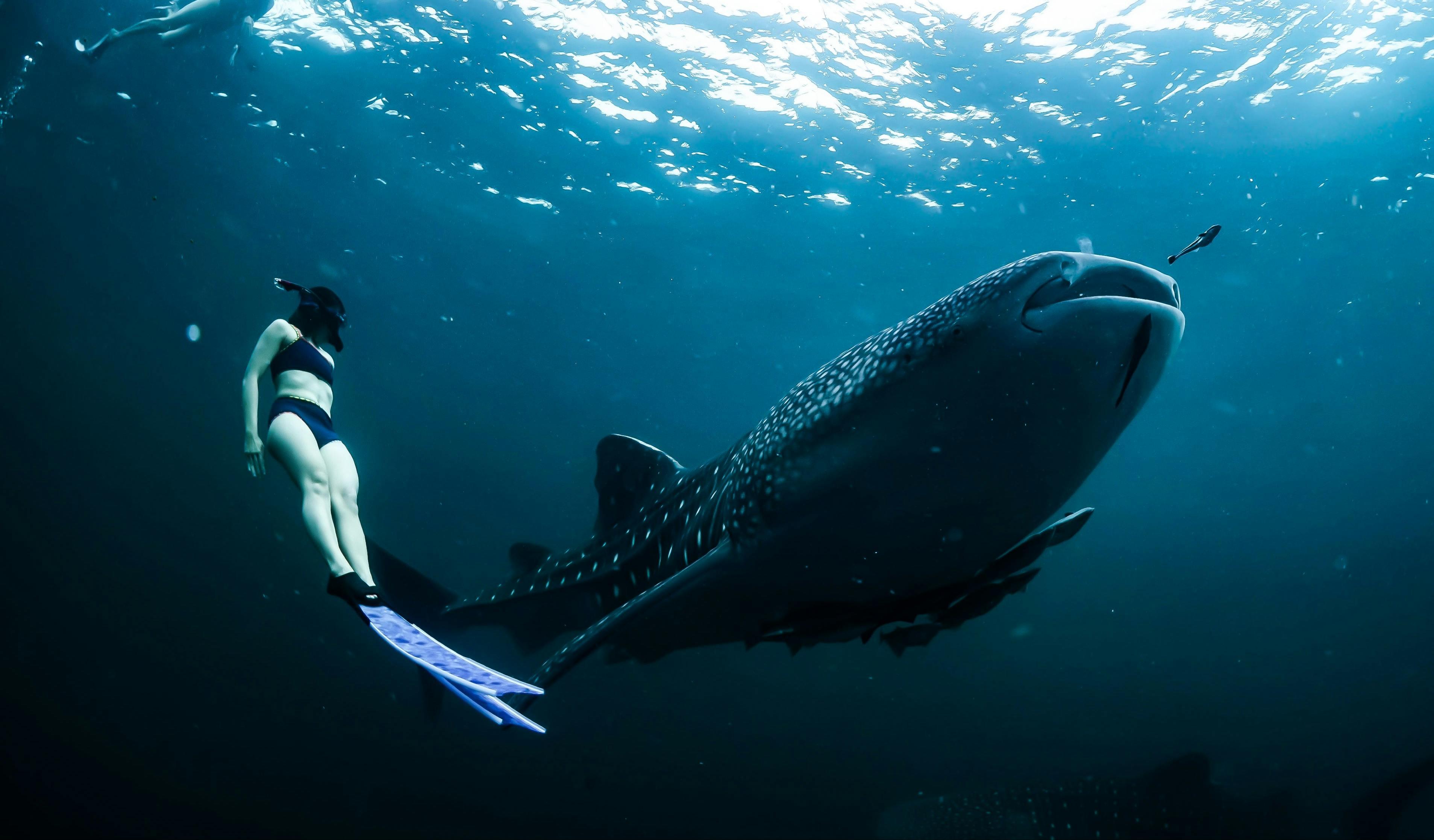 Cebu Oslob Whale Shark Swimming & Kawasan Falls Canyoneering 2