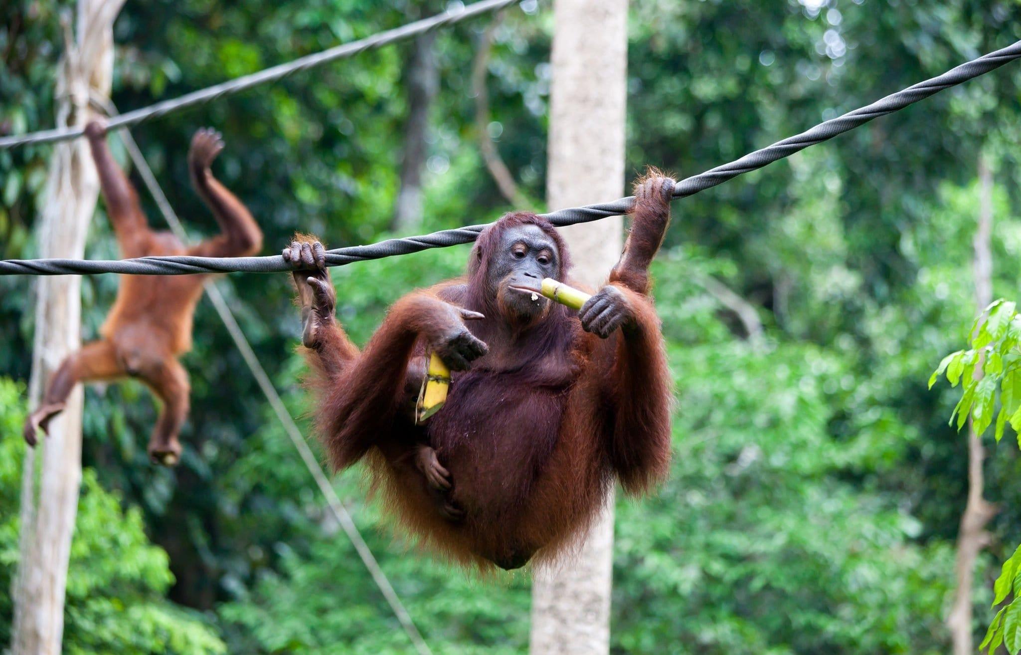 Kuching Orangutan Tour 3