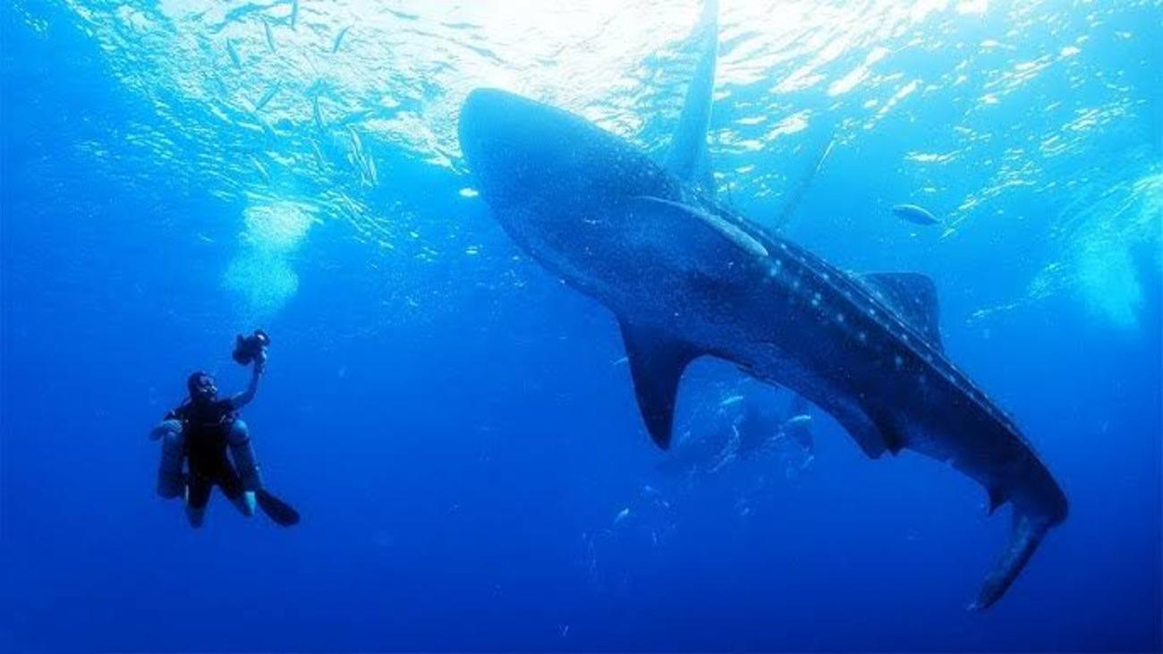 Cebu: Oslob Whaleshark Scuba Diving & Sumilon Sanctuary 2