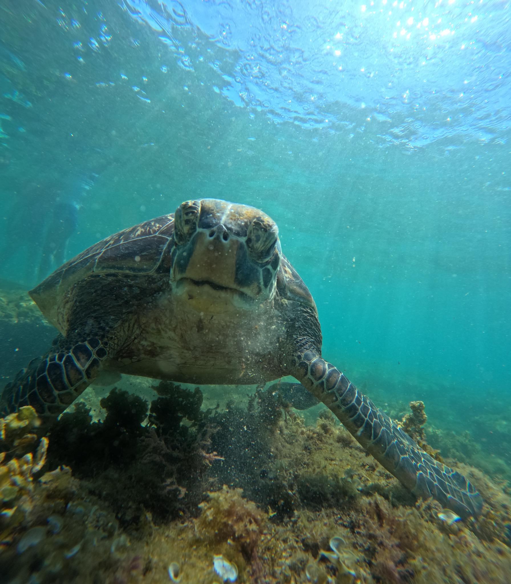 Dumaguete: Apo Island Snorkel turtle Tour w/private transfer 3