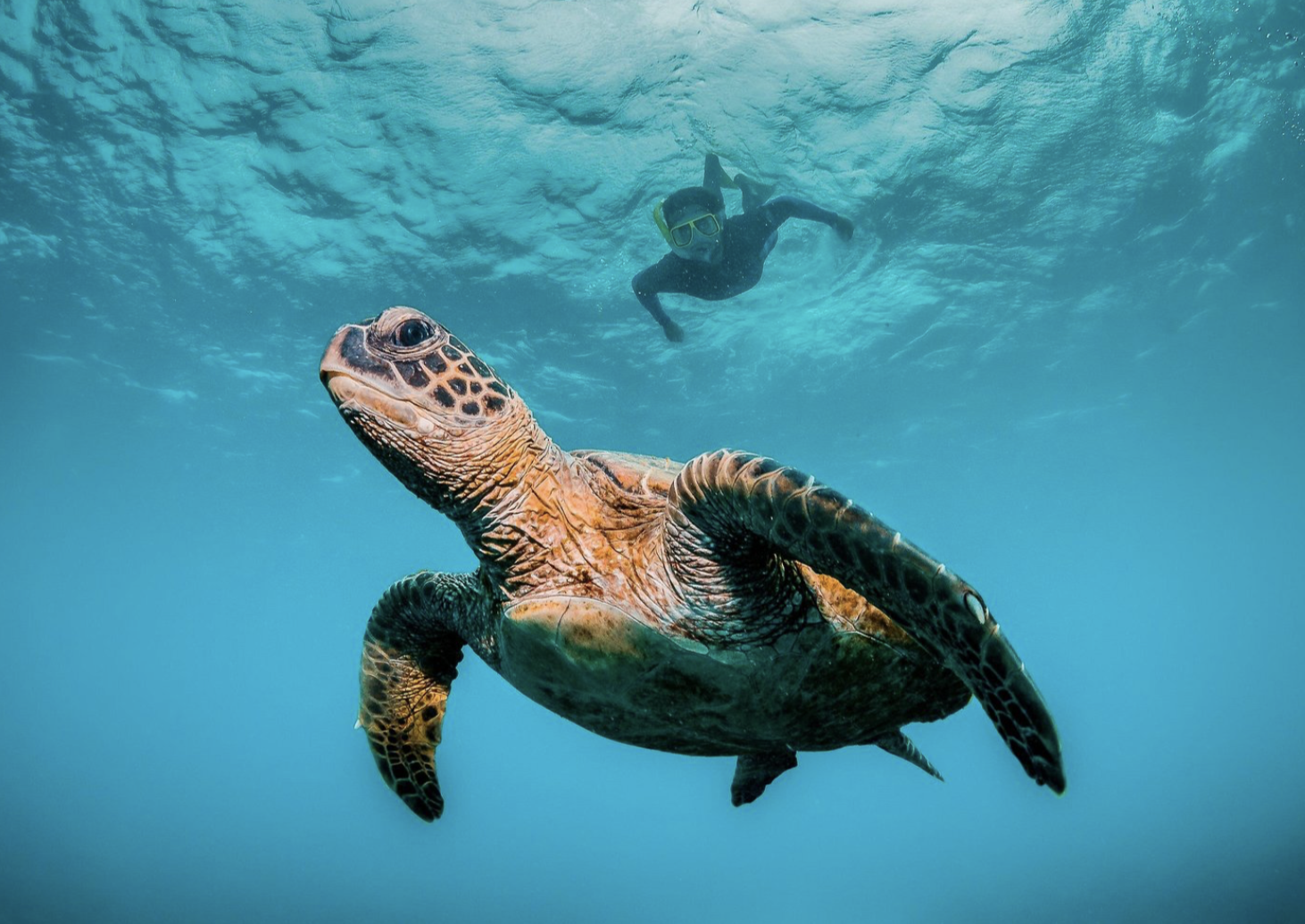 Oman's Daymaniyat Turtles + Village & Home Lunch Experience 3