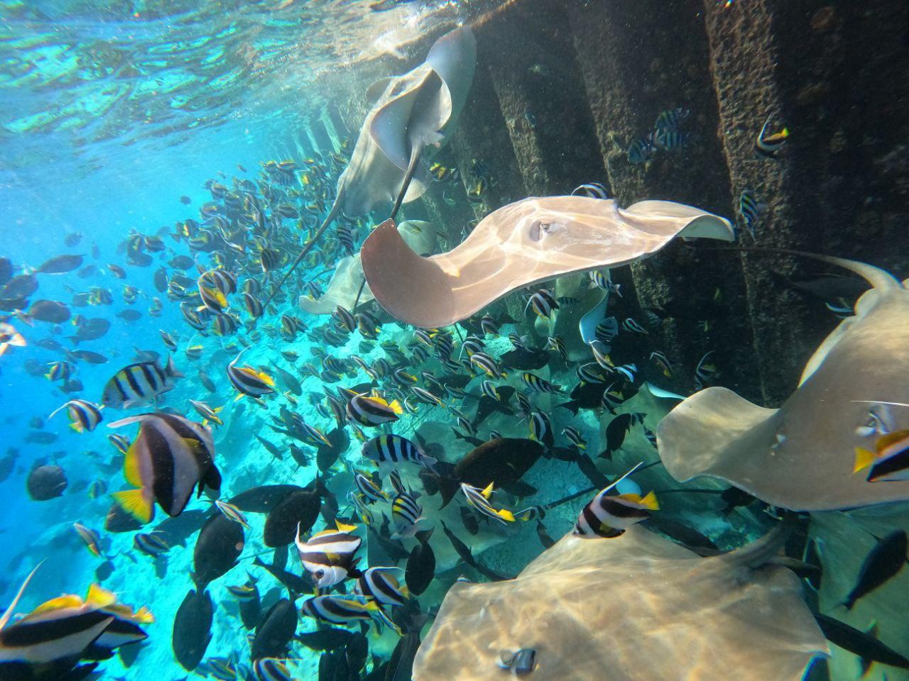 Private Stingray Snorkeling Tour 2