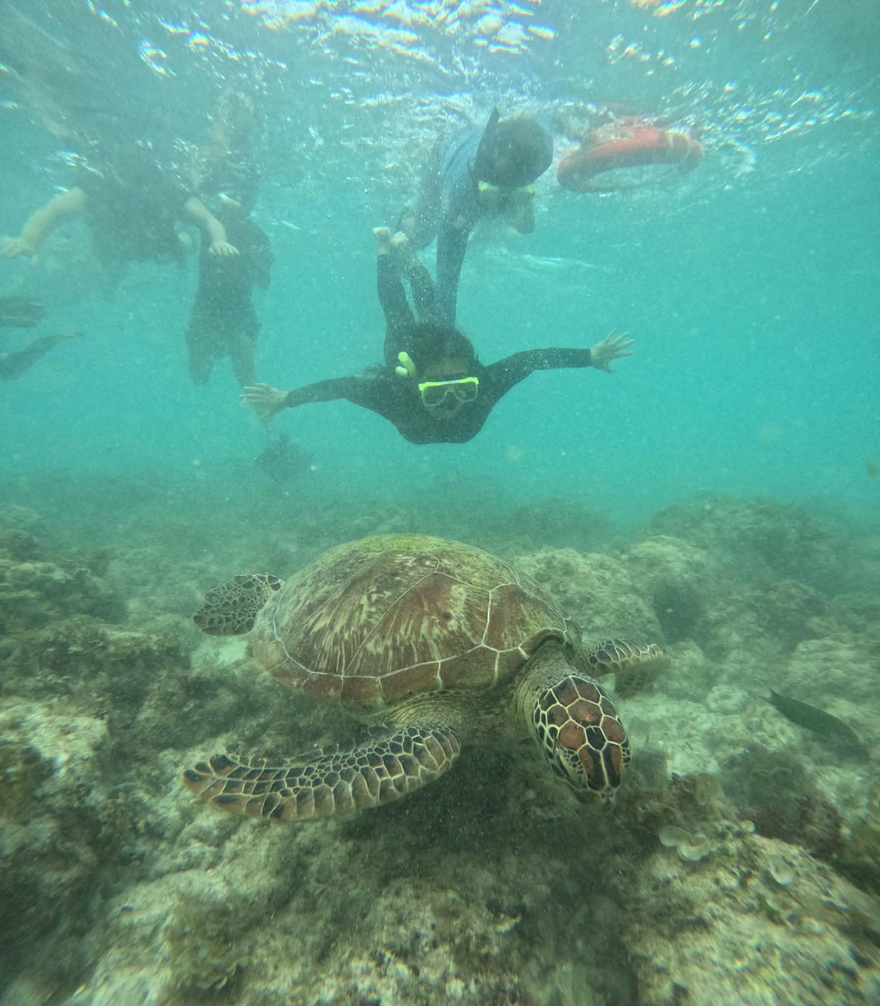 Moalboal Island: Snorkeling Tour with Sardine Run & Turtles 3