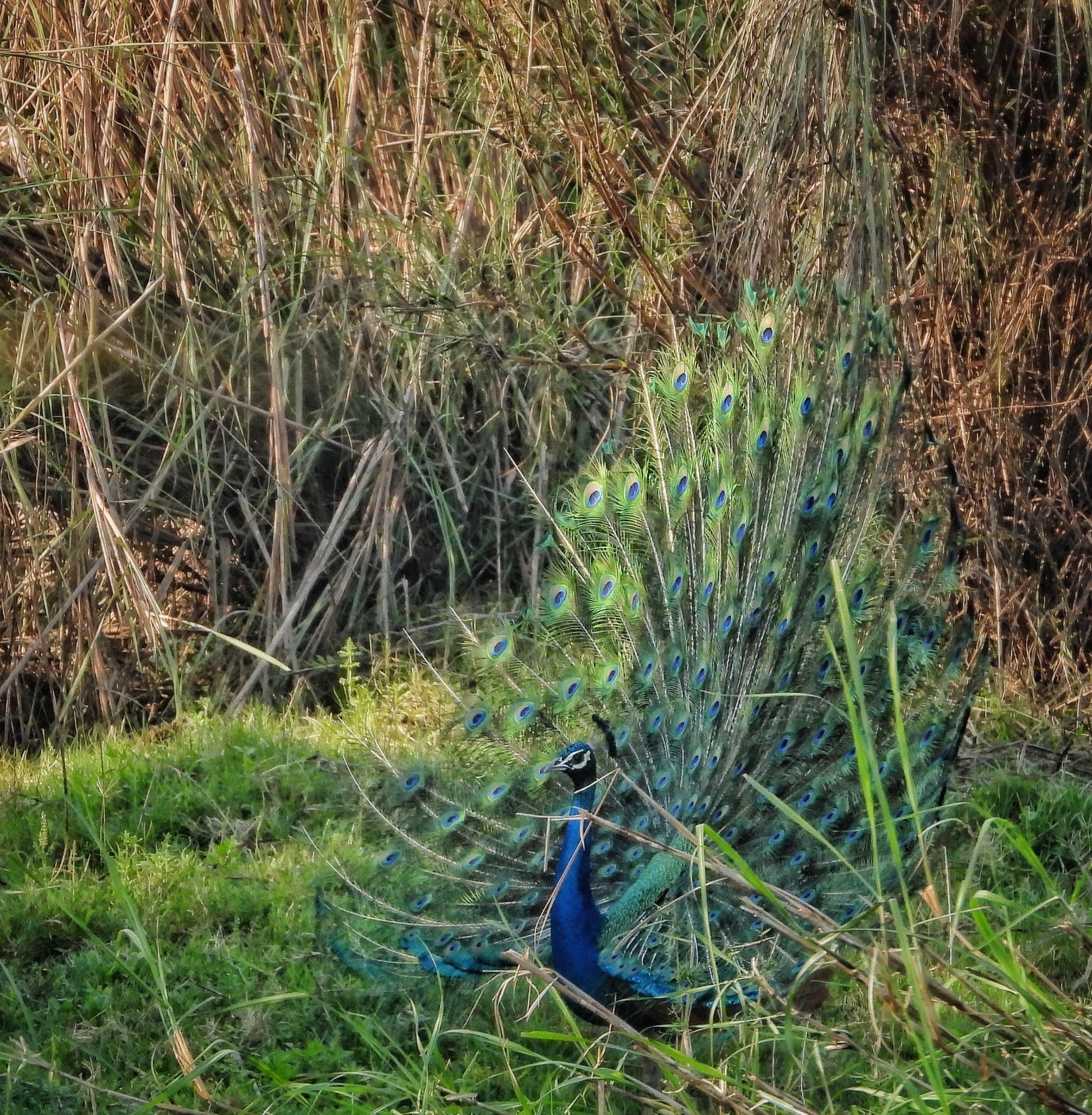 Chitwan: 4-Day Jungle Safari Full Package all inclusive 3