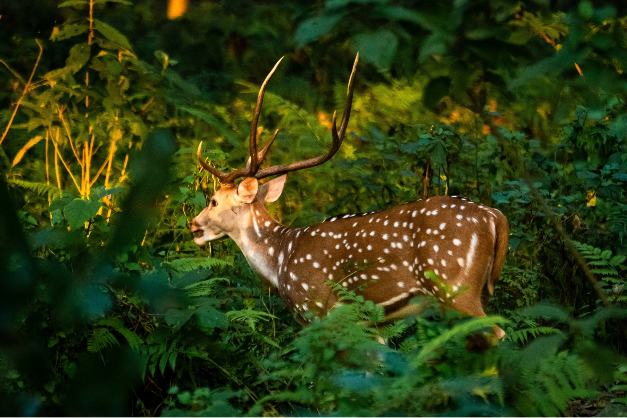 Pokhara to Chitwan: Culture, Wildlife & Jungle Safari Escape 3
