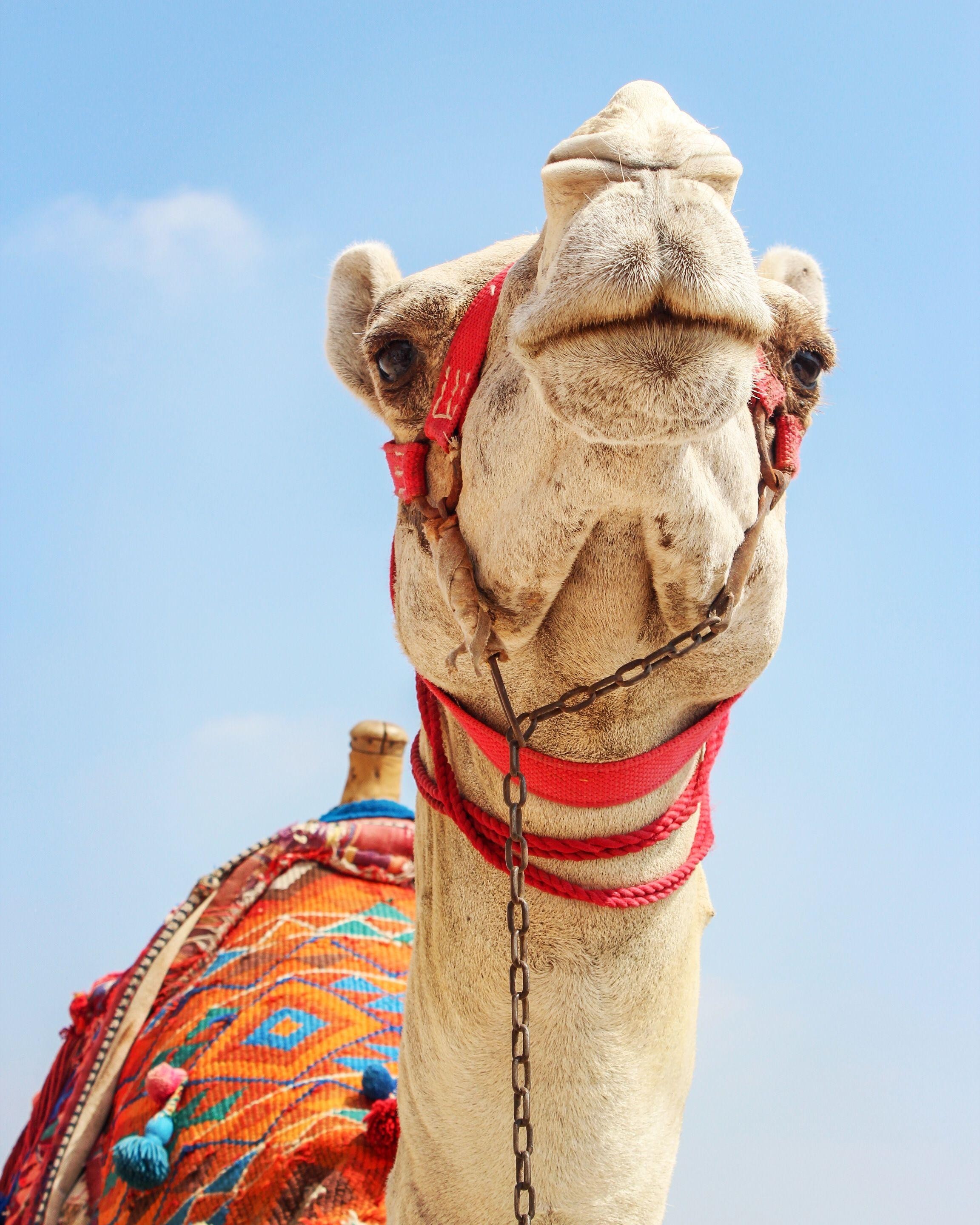 Doha: Desert Safari, Scarf Styling & Dune Bashing Experience 2