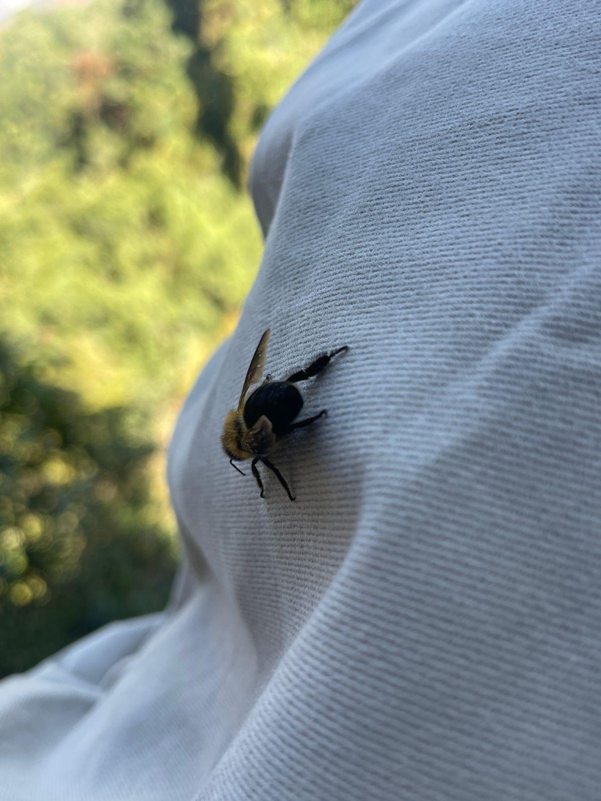 Ludi Village; Mad Honey Hunting with Lodging and Meals 3
