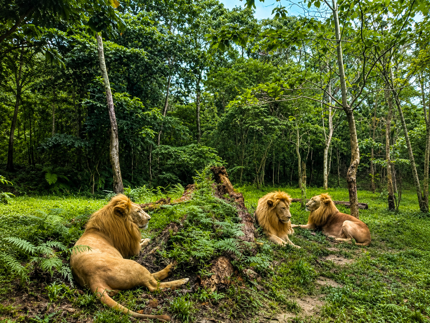 Cebu: Family-Friendly Cebu Safari & Tops Tour