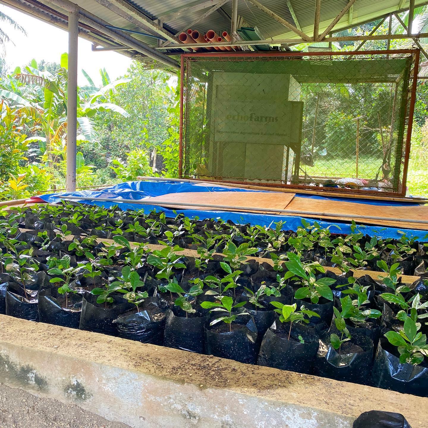 Manila: Coffee Farm Tour & Tasting Experience in Tagaytay 3