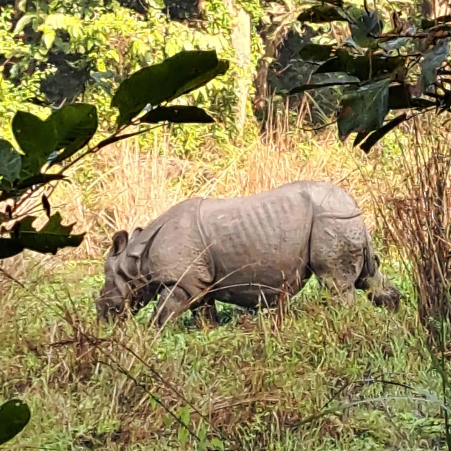 Kathmandu: 3-Day Chitwan Safari Tour with Hotel Transfers 3