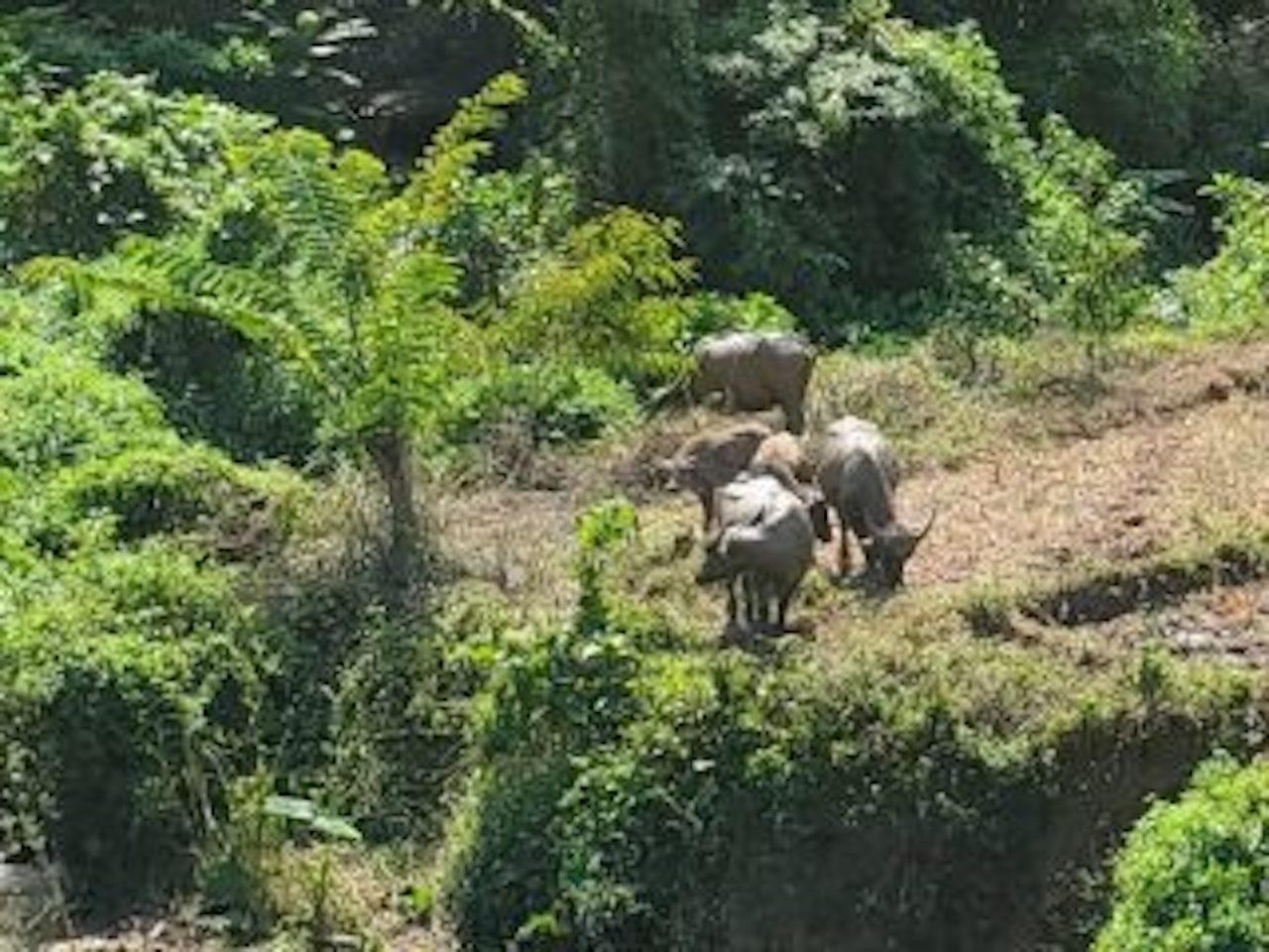 Luang Prabang: 3 Days Ethnic Forest Living - Mekong