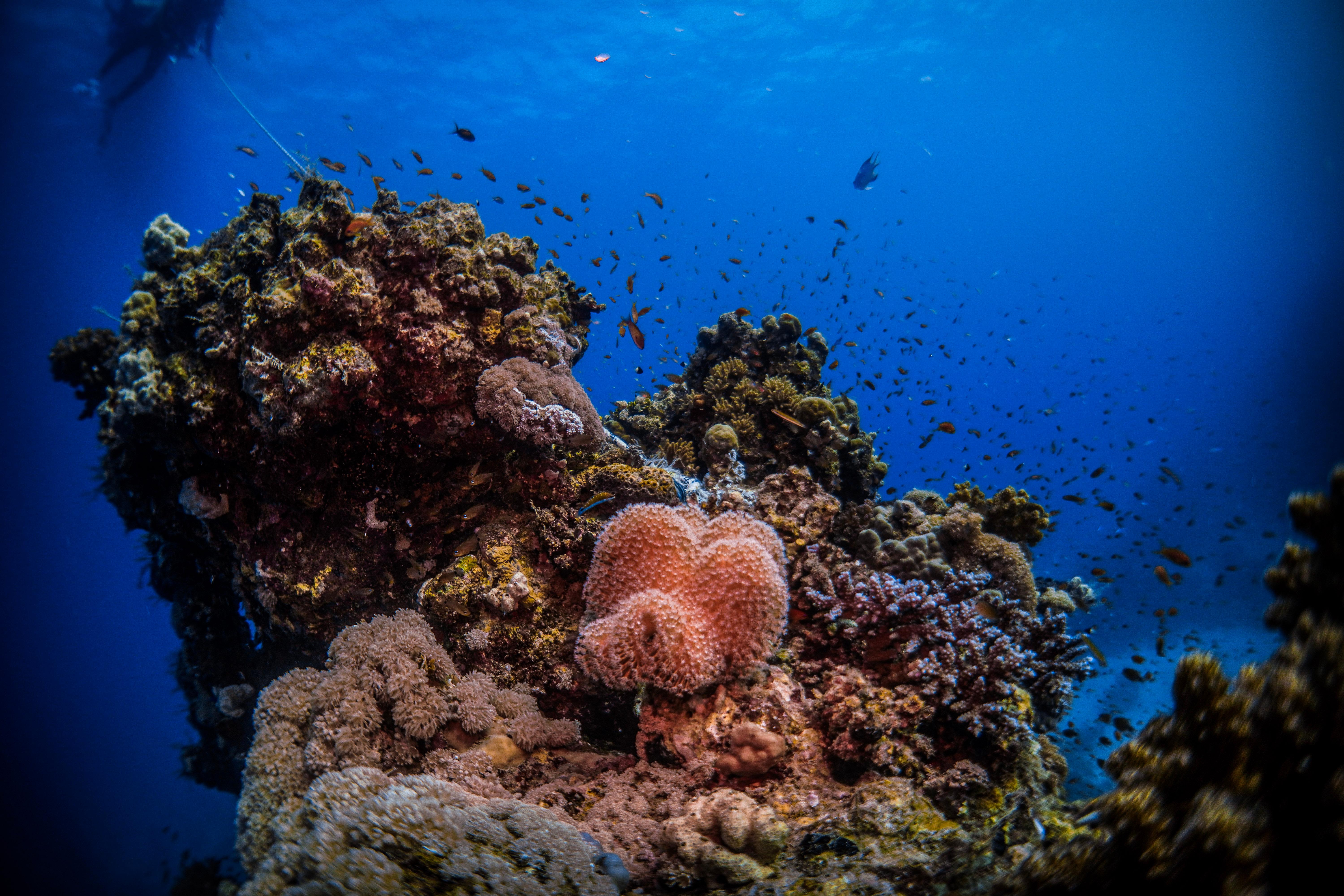 From Jeddah: Boat Trip and Diving for Certified Divers 2
