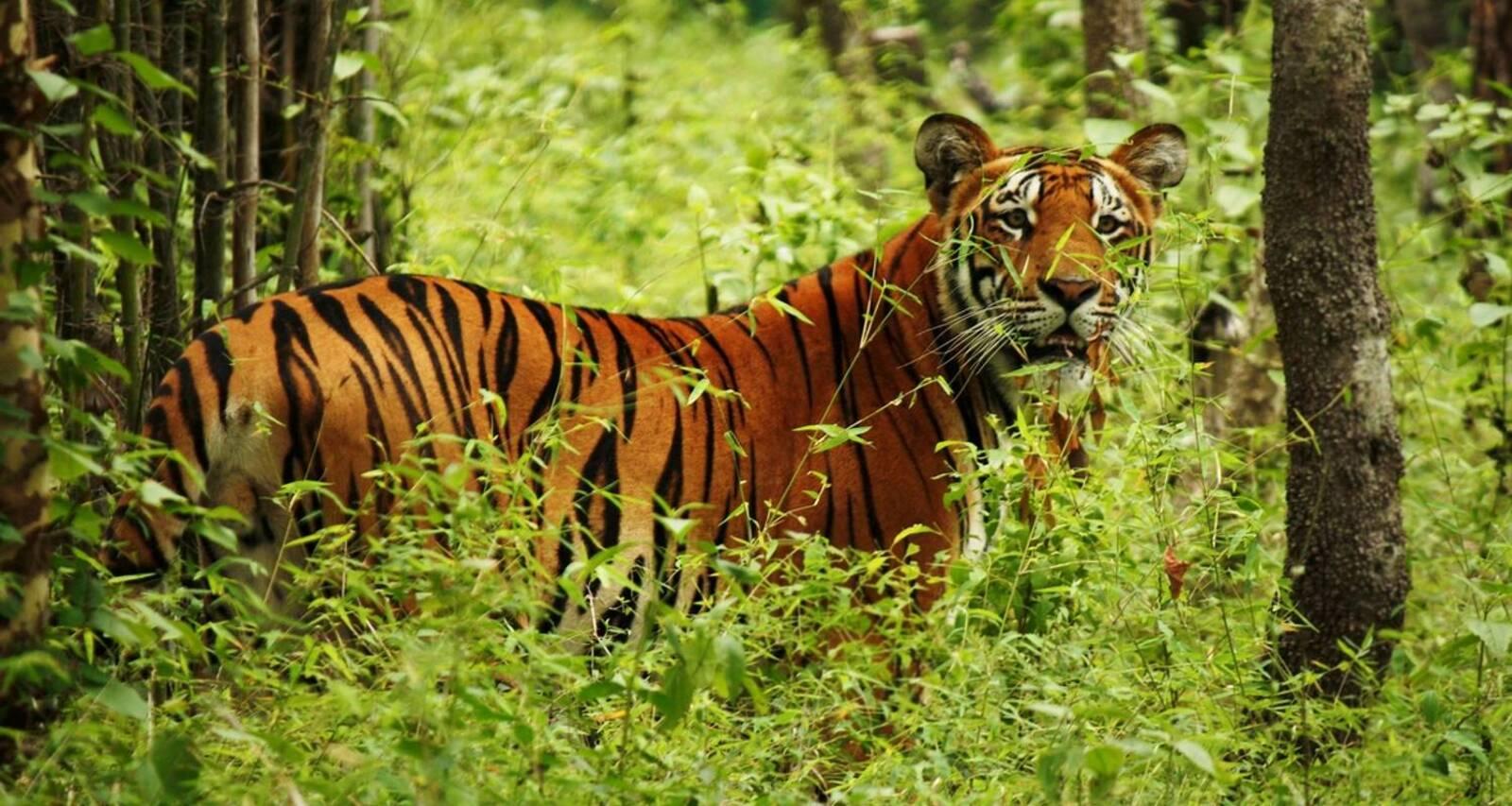 From Pokhara/Kathmandu: Private 2-Day Chitwan Jungle Safari 3