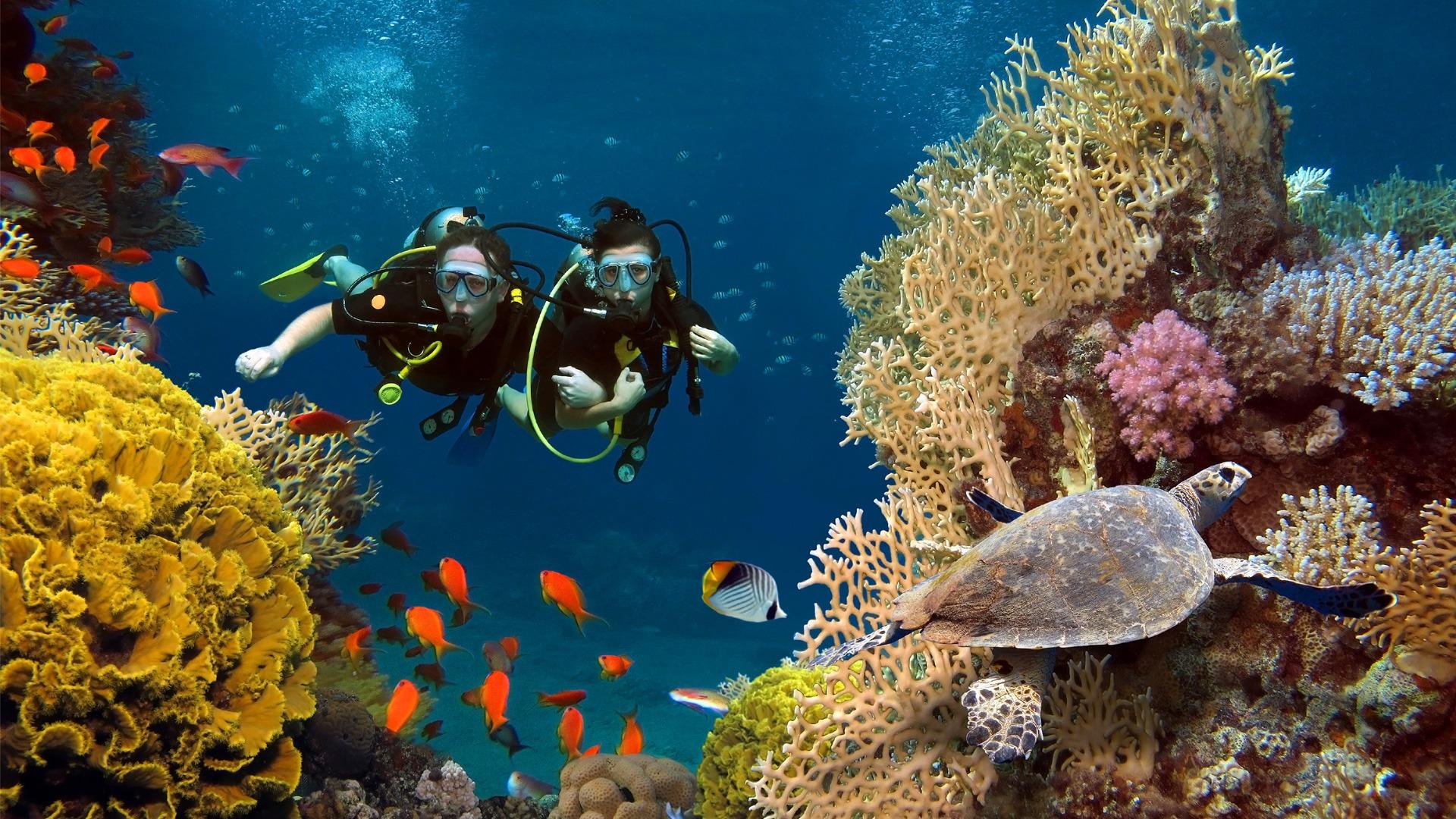 shore dive in red sea with pick up & snacks 3