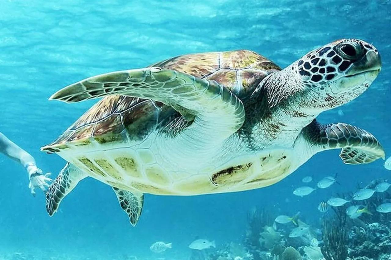 Muscat: Daymaniyat Islands Snorkeling Tour