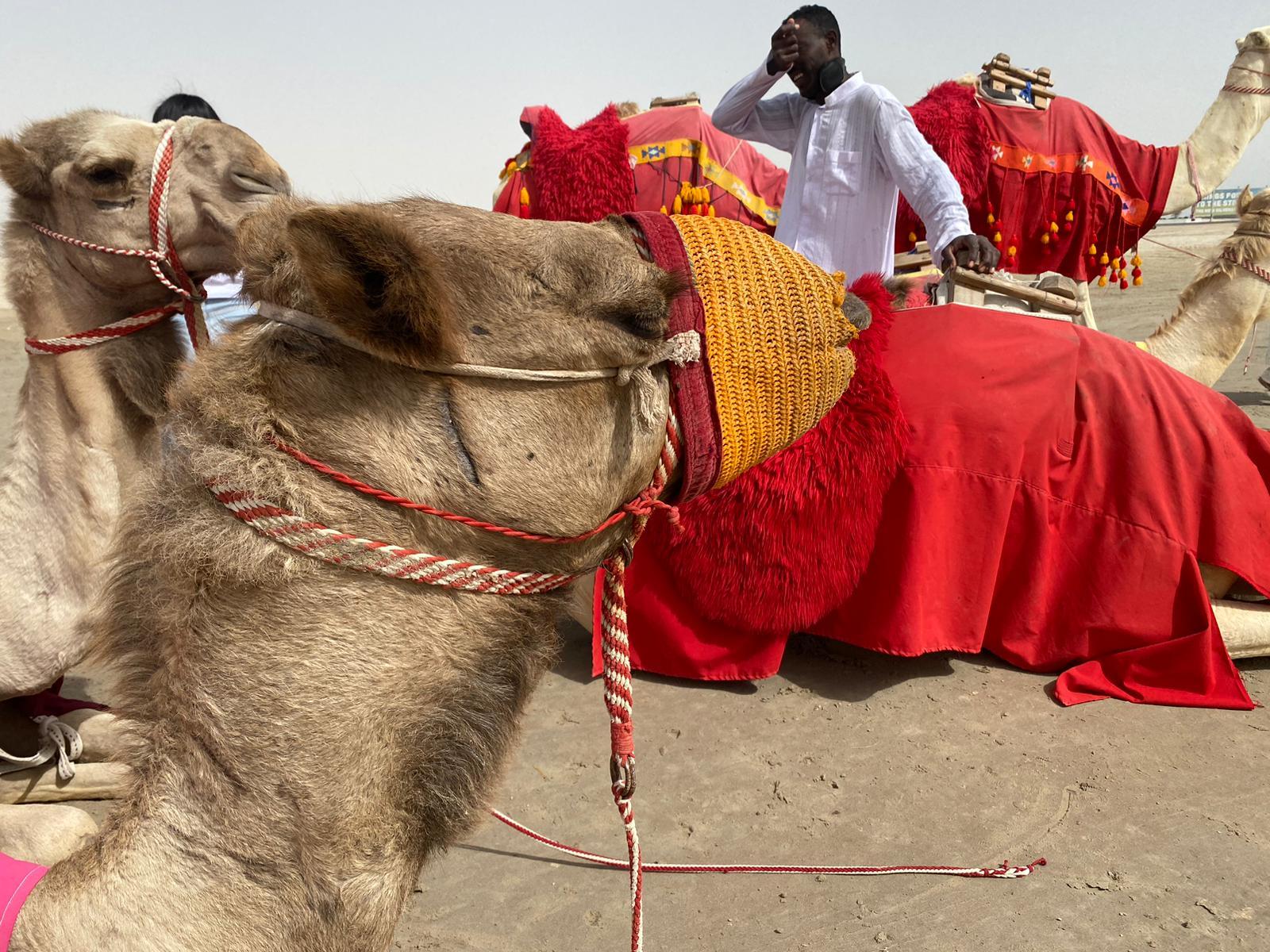 Doha: Desert safari + FREE camel ride from CRUISE TERMINAL 2