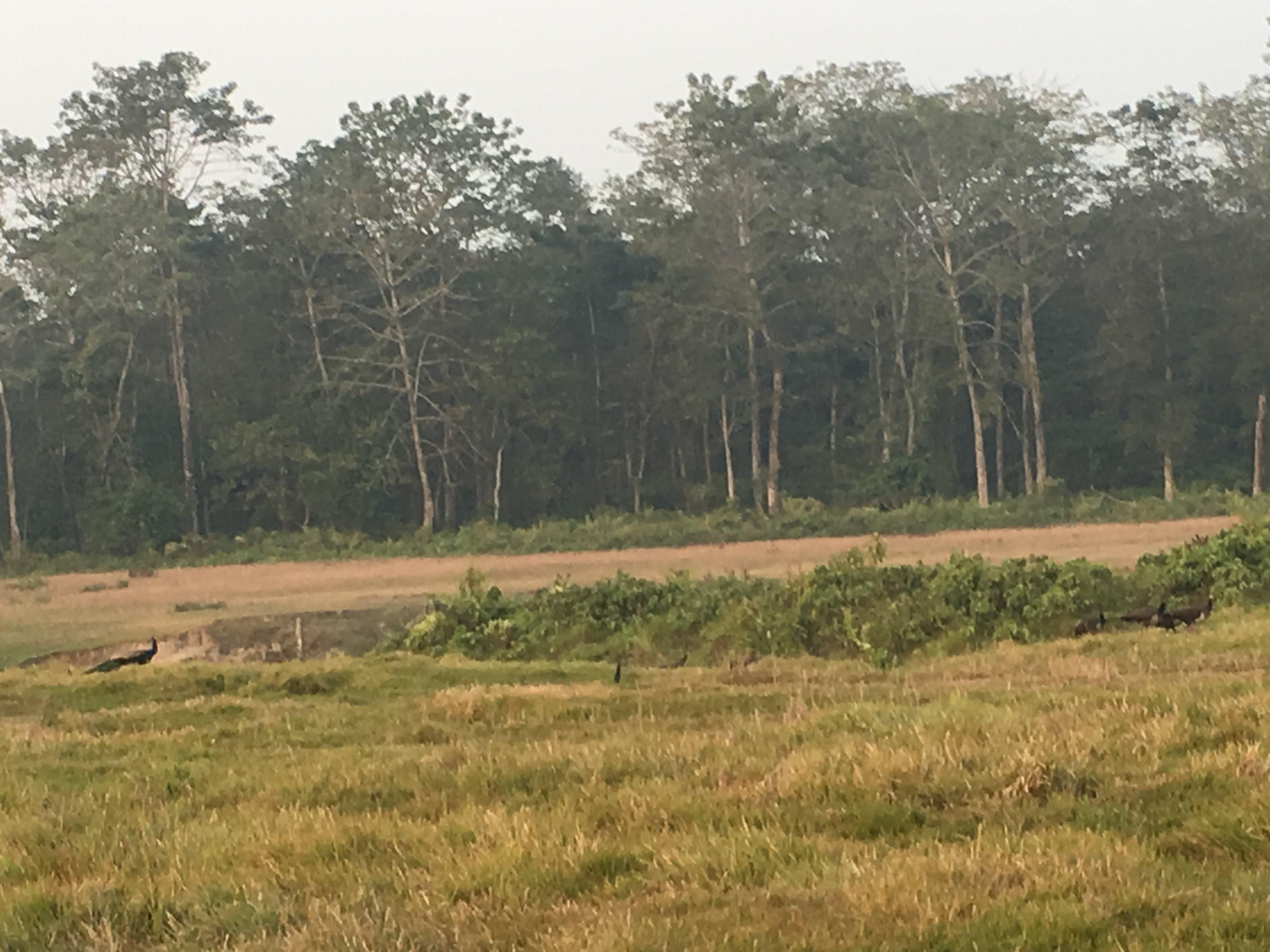 From Kathmandu or Pokhara 3 day Chitwan Tour with Rafting 2
