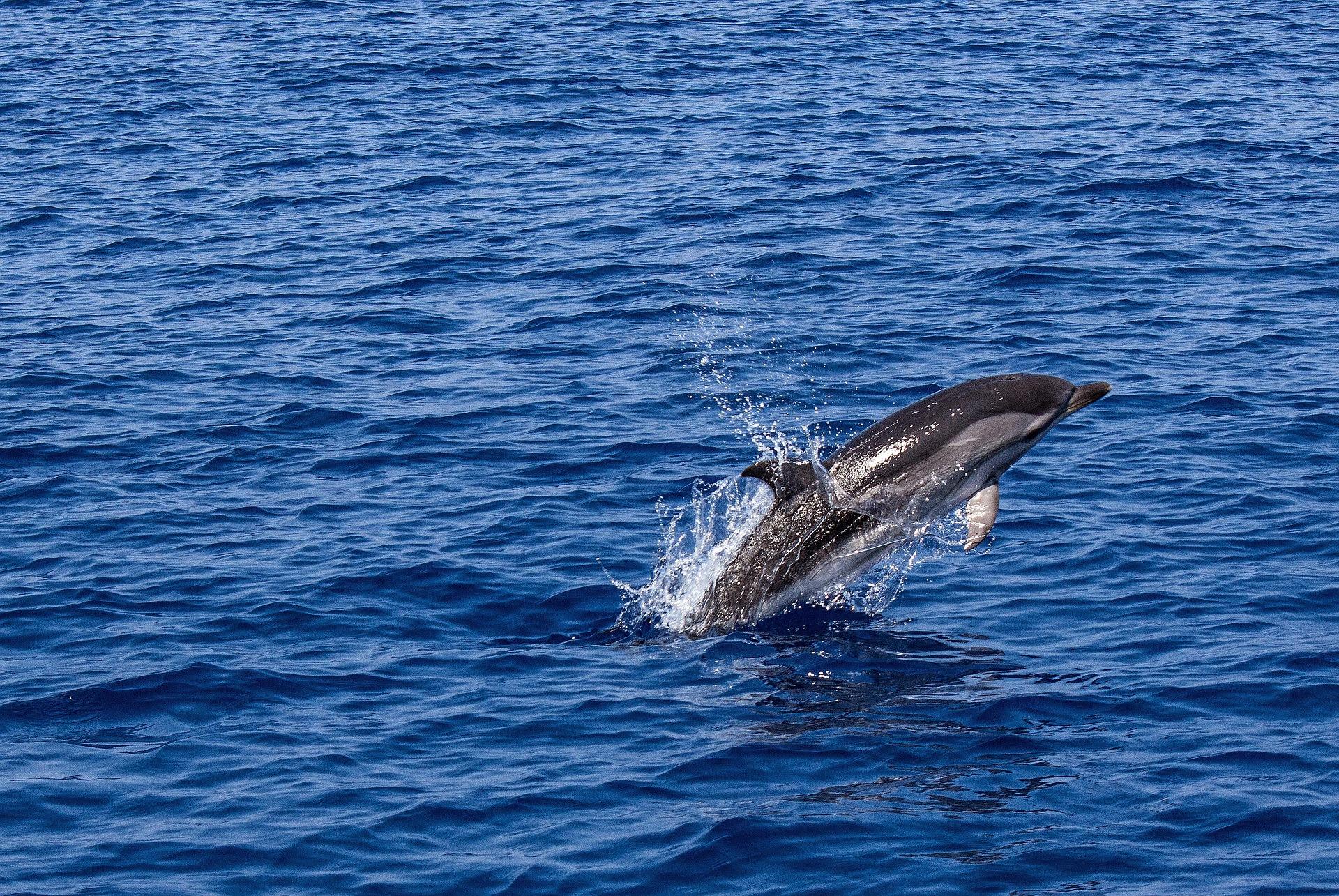 Muscat: Wild Dolphin Watching & Historic Coastline Boat Tour 3