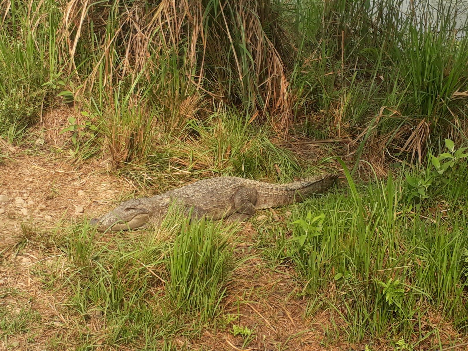 From Pokhara: 2-Day Chitwan National Park Safari Tour & Walk 3