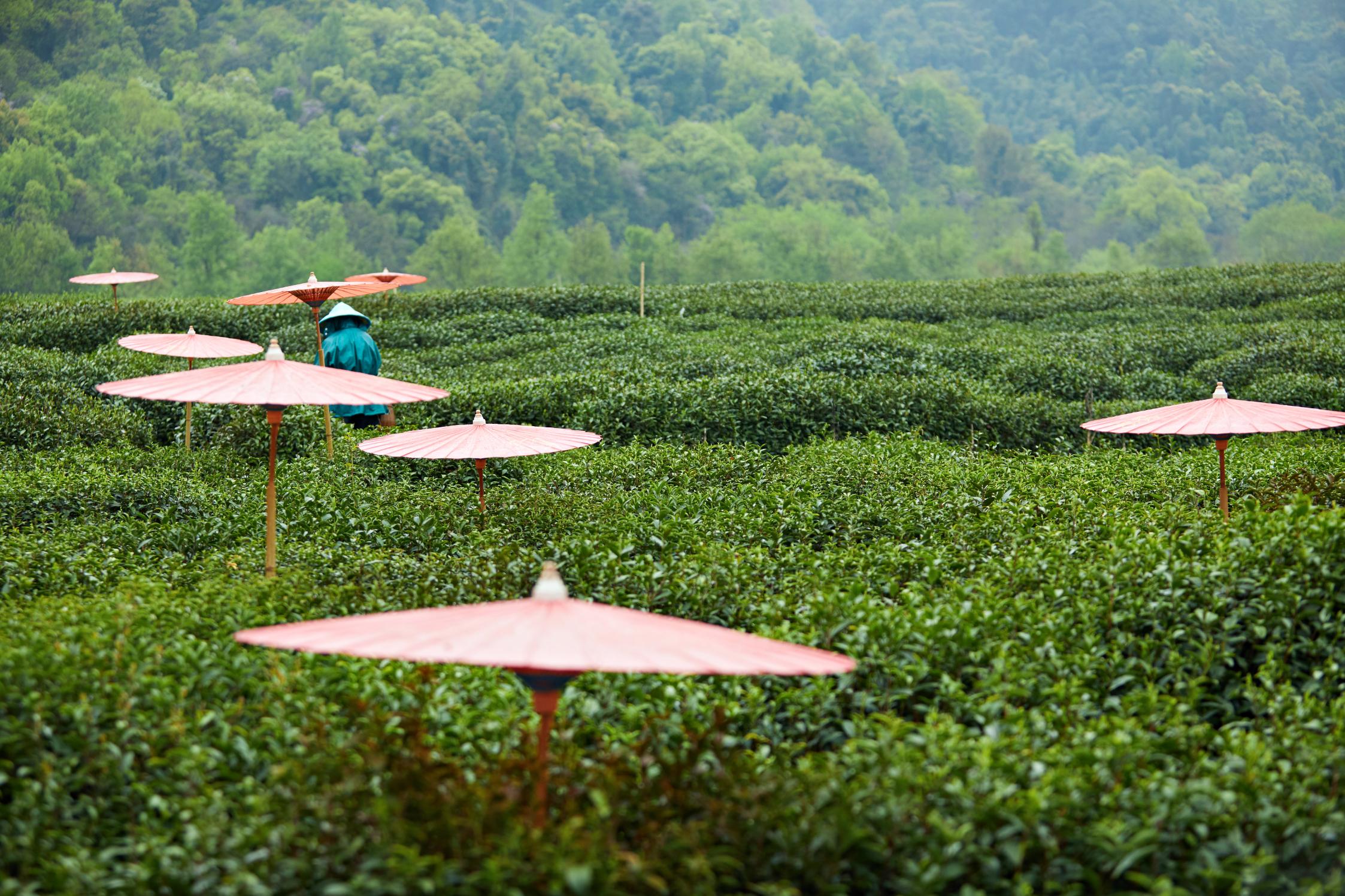 From Shanghai: Hangzhou Private Day Trip by Bullet Train 3