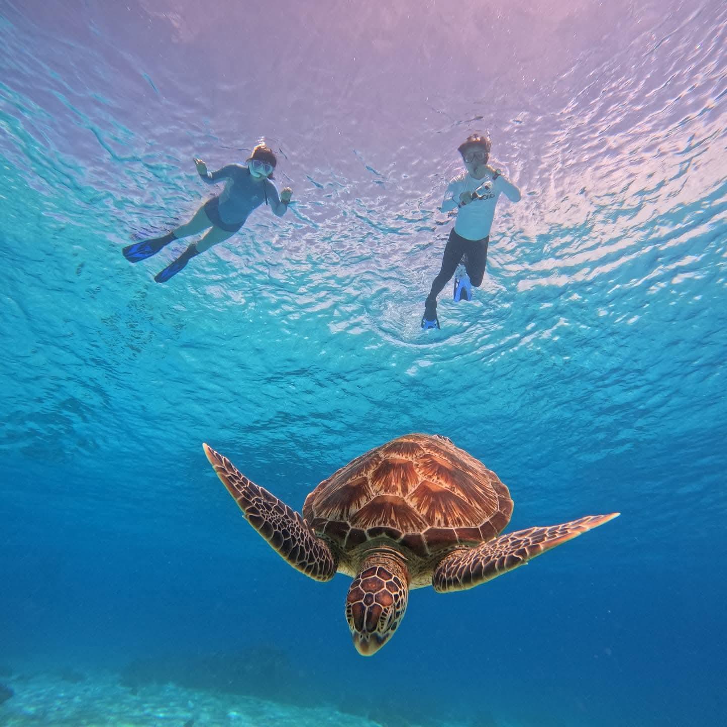 BOHOL: Dolphin Watching, Turtle Swim and Party Boat 2