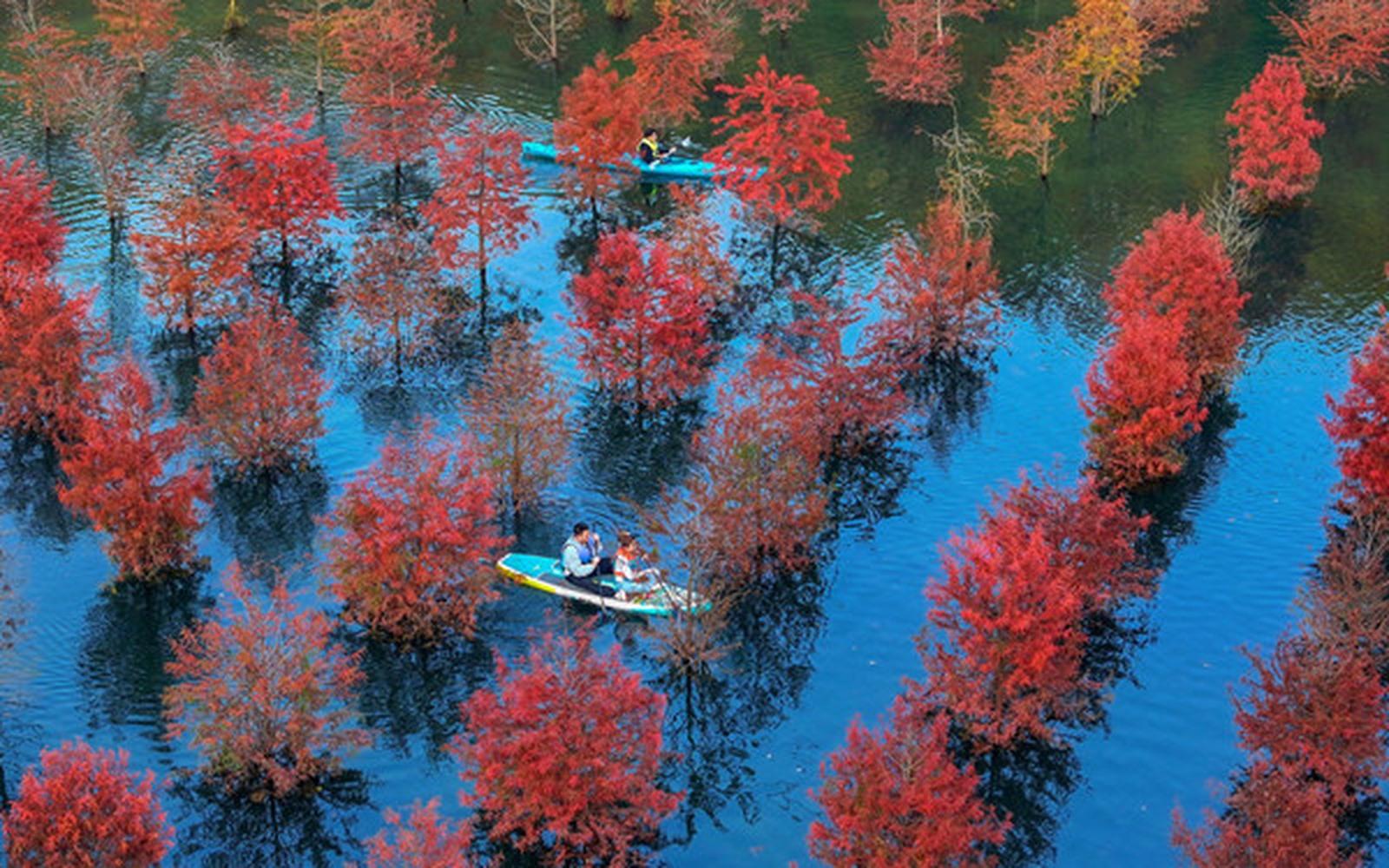 Shanghai: Taohuajie Water Forest Paddleboard Day Trip 3