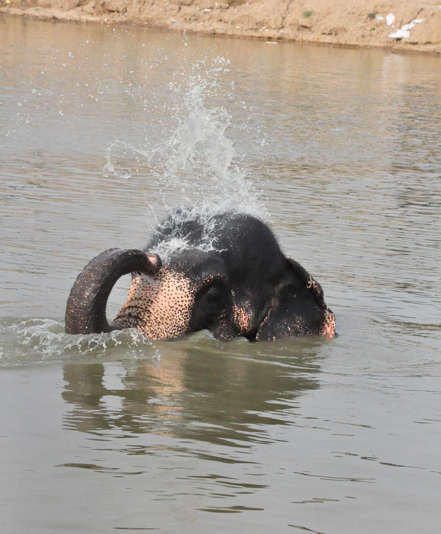Jaipur: Elefantastic Elephant Sanctuary Tour 3