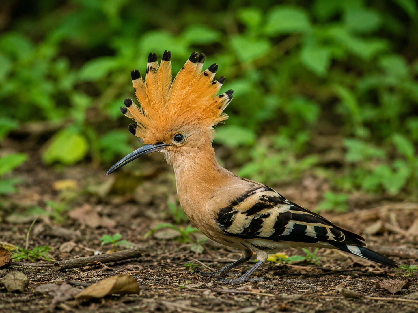 Chitwan Jungle Safari 3 Days – Wildlife, Culture & Lodge