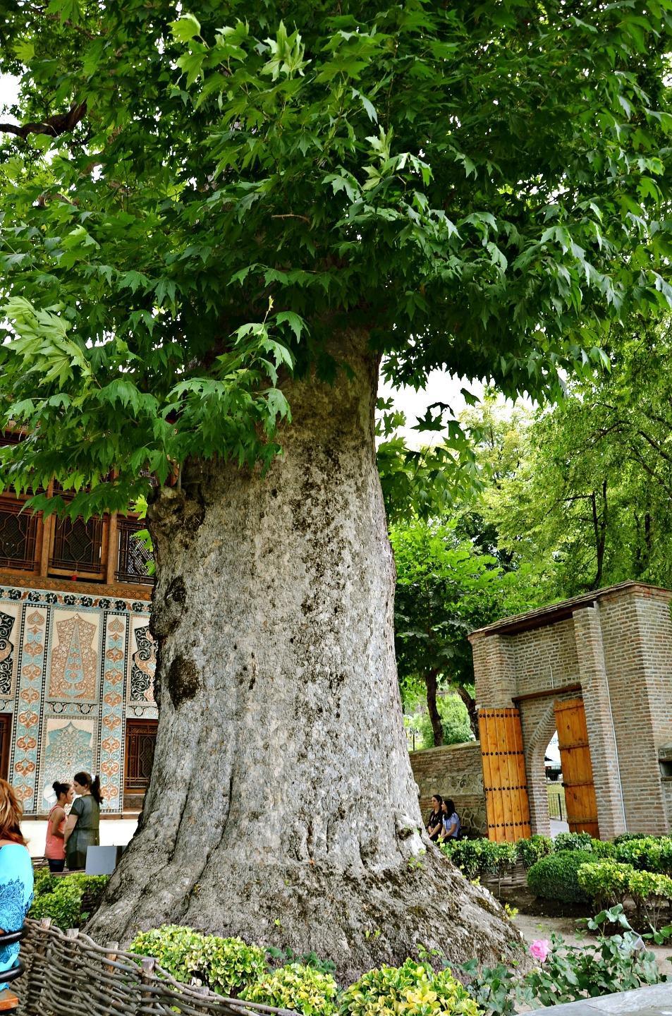 Find Your Luck: 2-Day Sheki Tour with Tree of Fortune Ritual 3