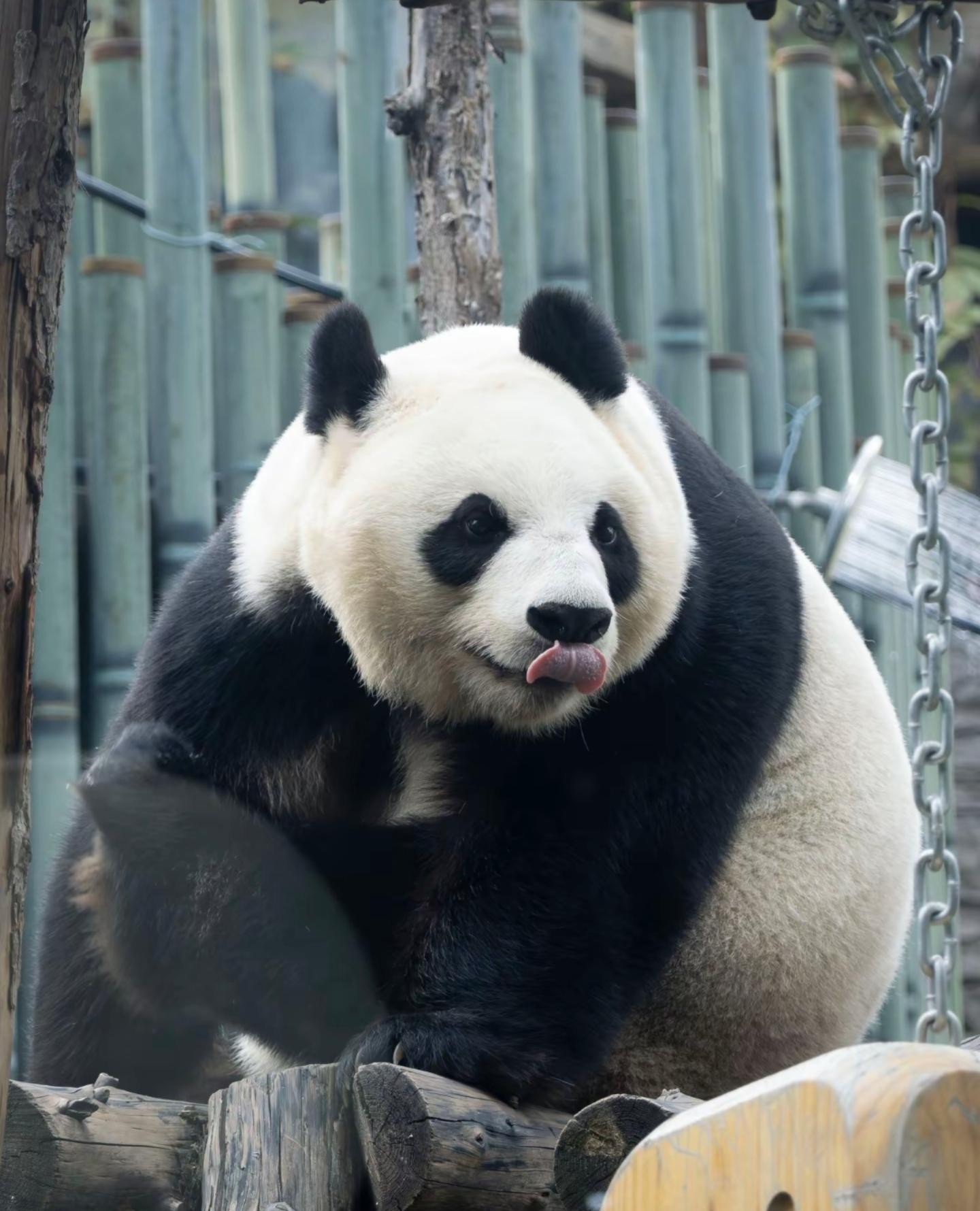 Temple of Heaven, Pandas, Summer Palace & Canal Cruise 2