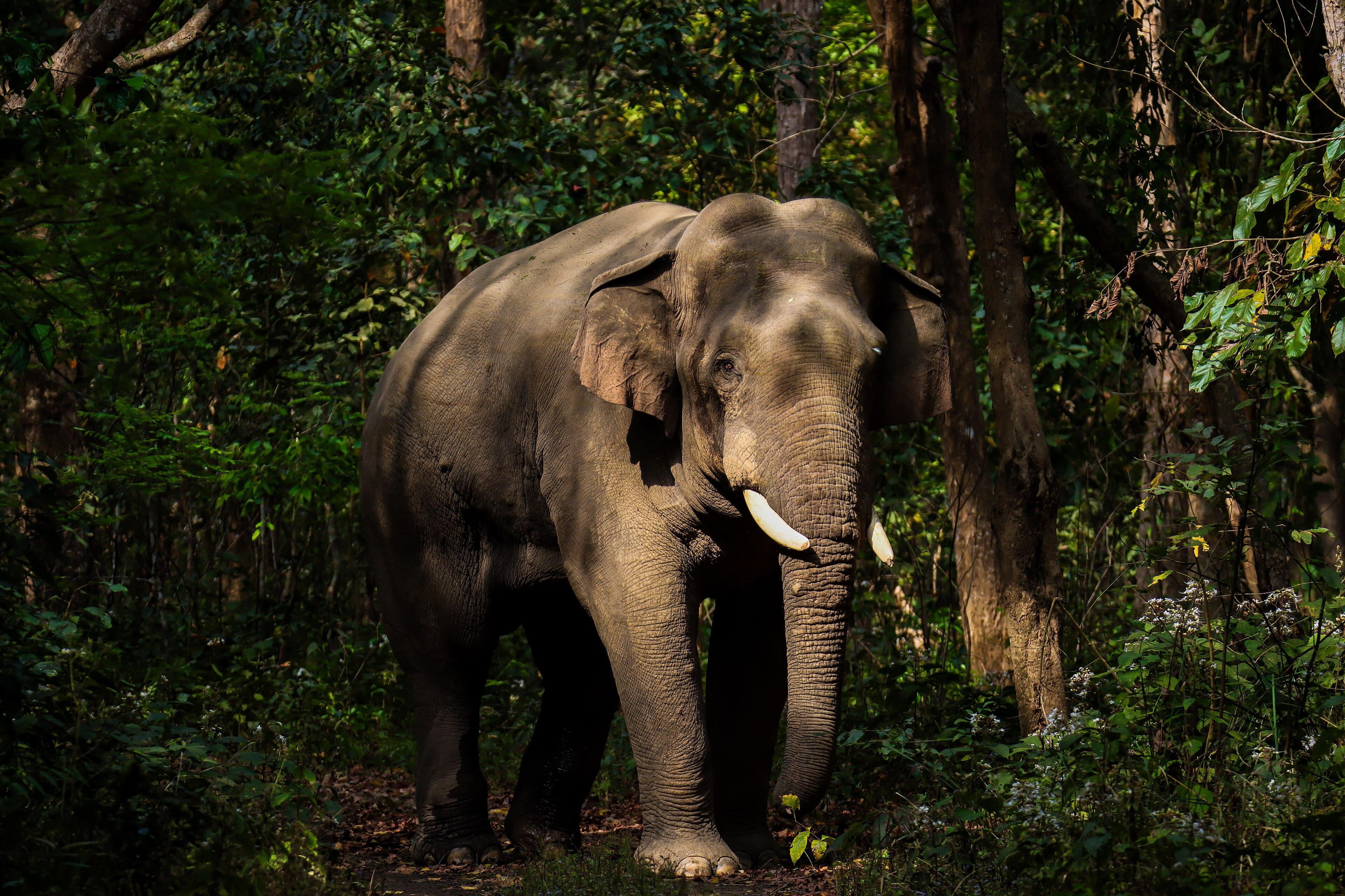 From Kathmandu: 4-Day Shuklaphanta National Park Safari 2