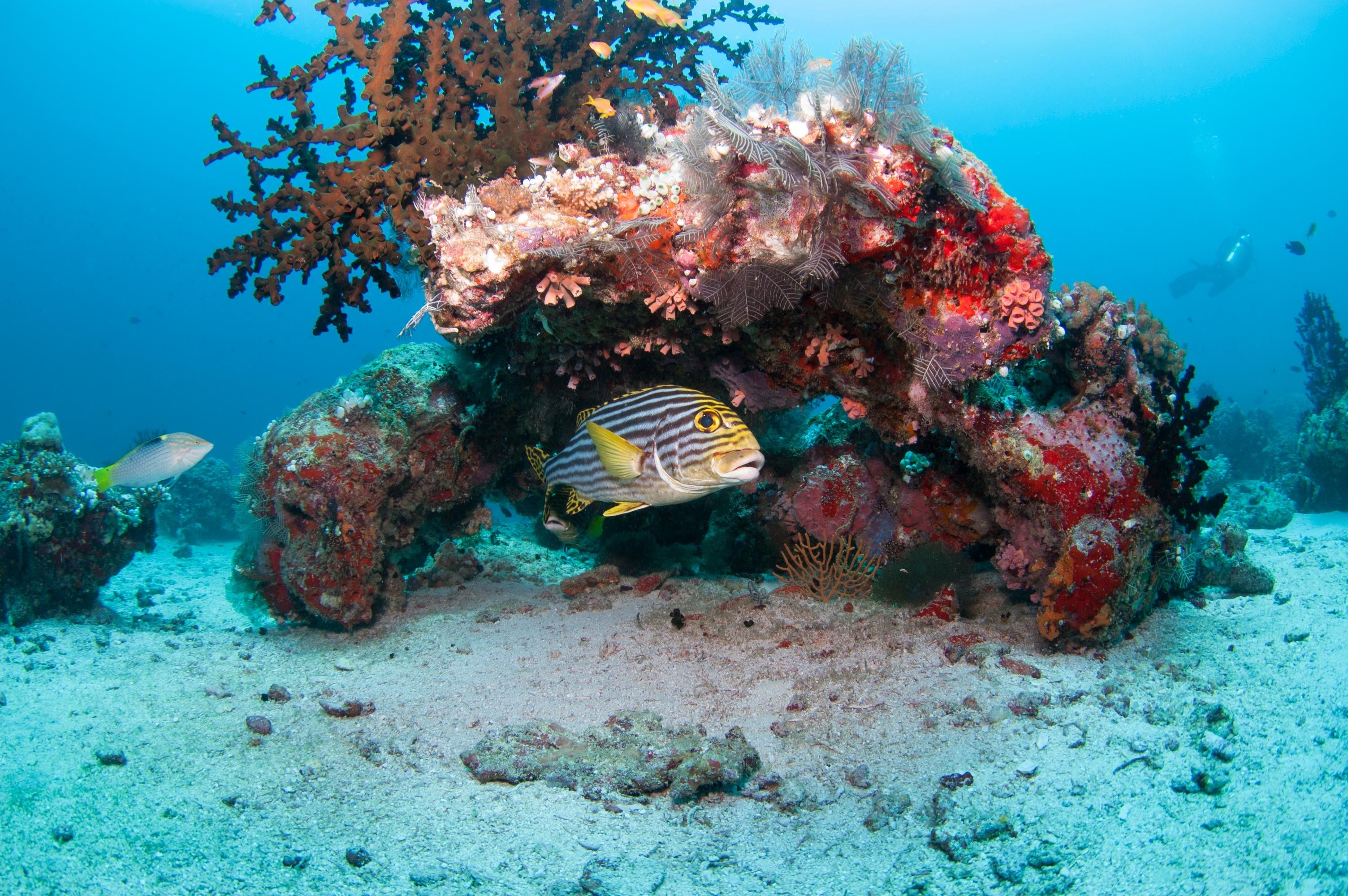 Maldives: Beginner Scuba Dive with Shallow-Water Training 3