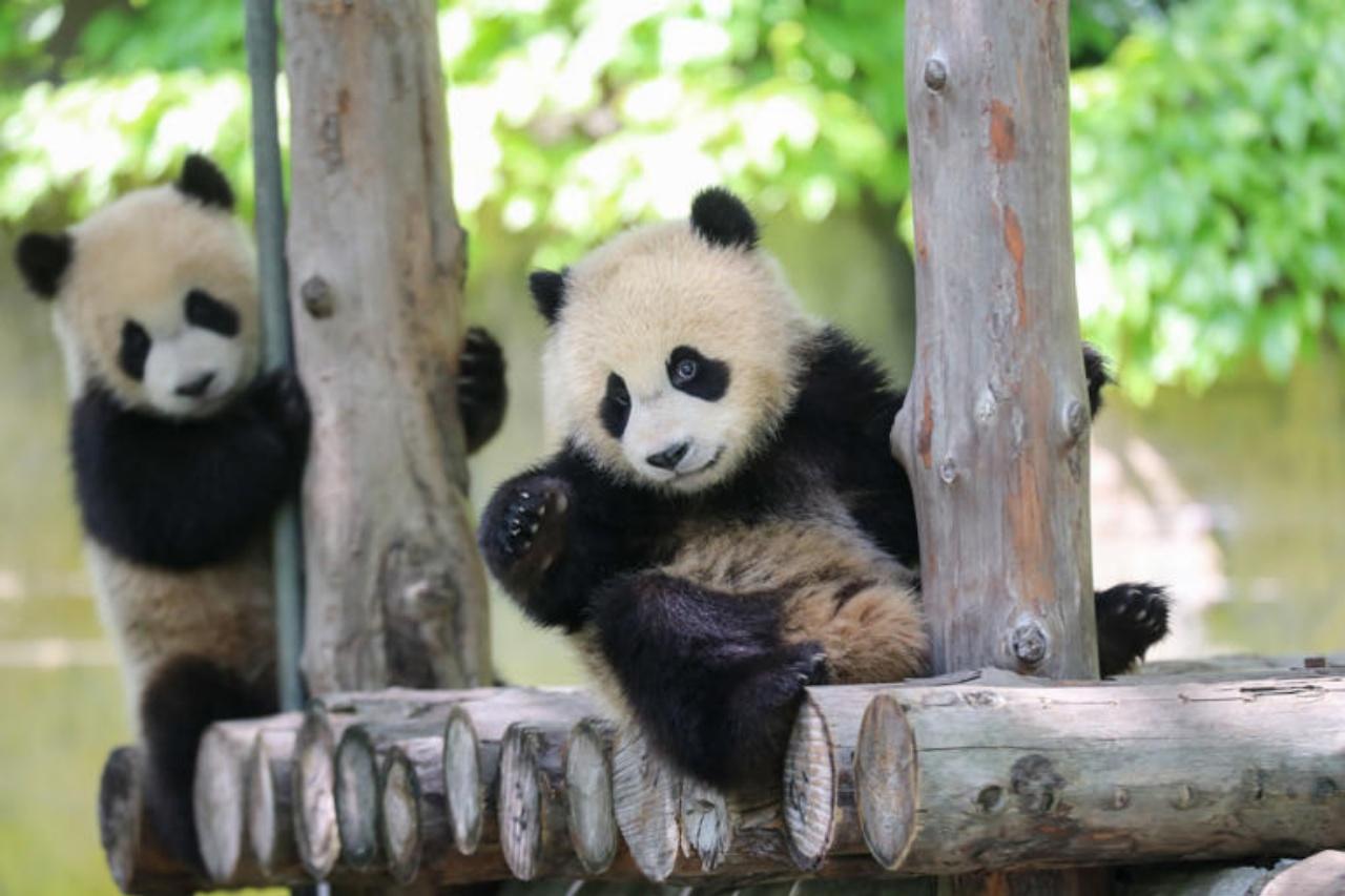 Shanghai: Private Giant Panda Tour, Pearl Tower & Cruise