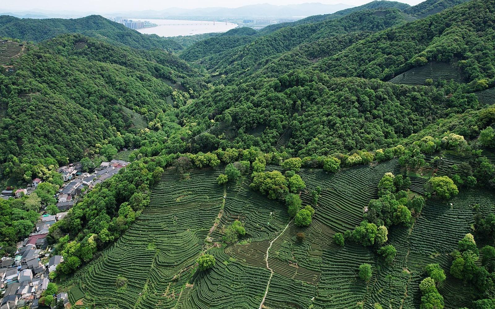 Shanghai: Longjing Tea Hills & Ancient Path Private Day Trip 2