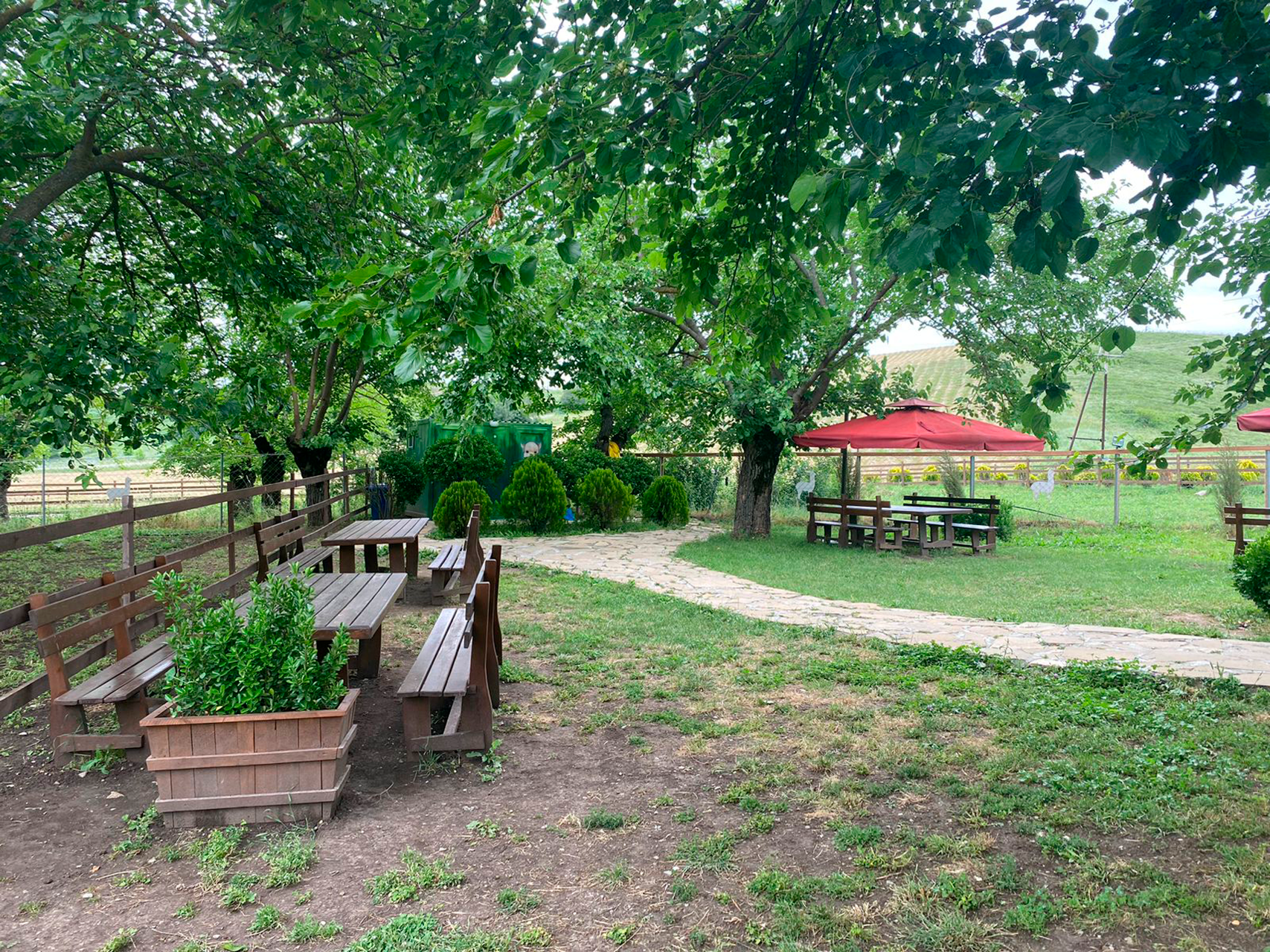 Shamakhi, Azerbaijan: 1-Day Alpaca Farm Visit & Feeding 2