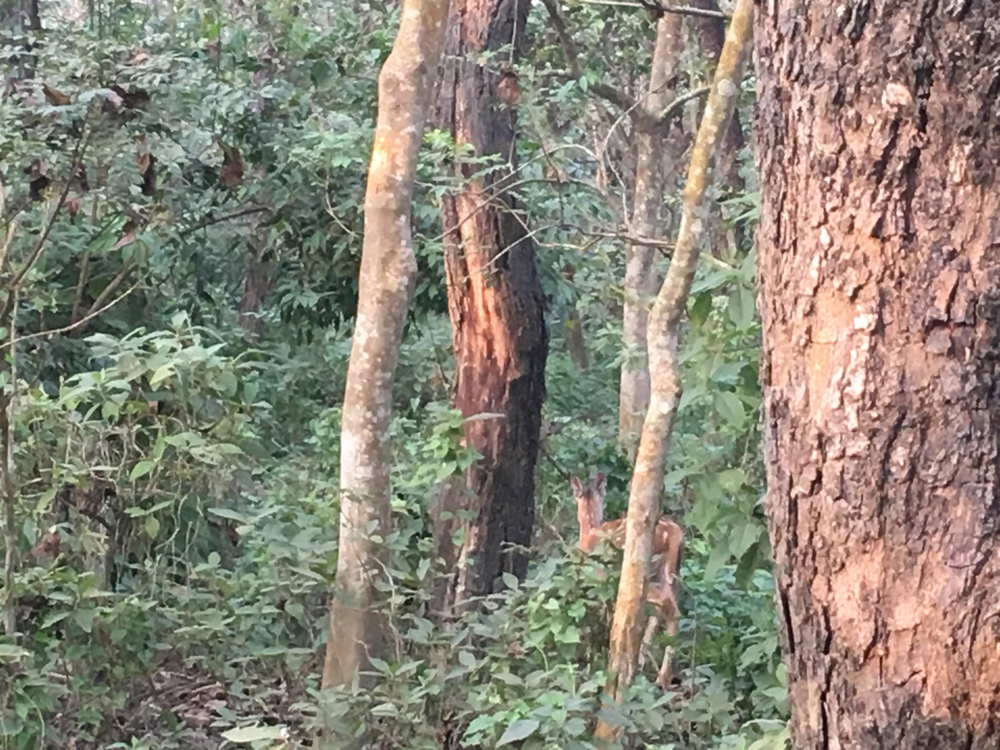 Chitwan National Park: 3-Night, 4-Day Safari & Tower Stay 2