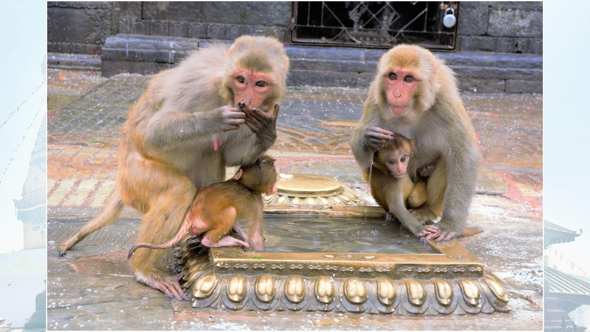 Kathmandu: Monkey Temple Guided Monkey Watching Tour 2
