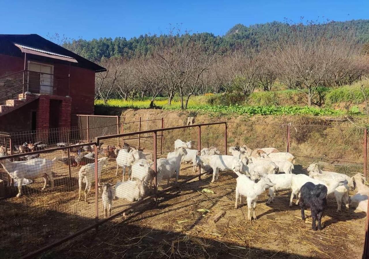 Kathmandu: Chitlang Village Cheese Farm Tour with Lunch 3