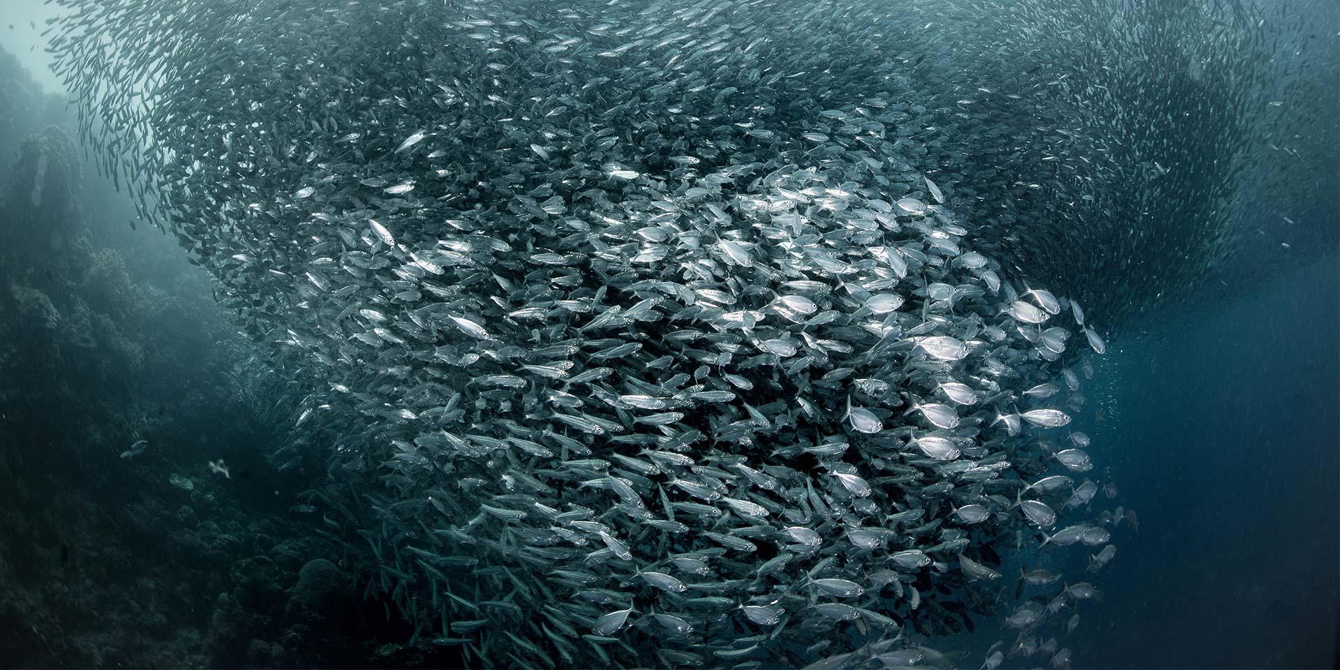 From Dumaguete: Whale Shark & Moalboal with Sardine Run 2