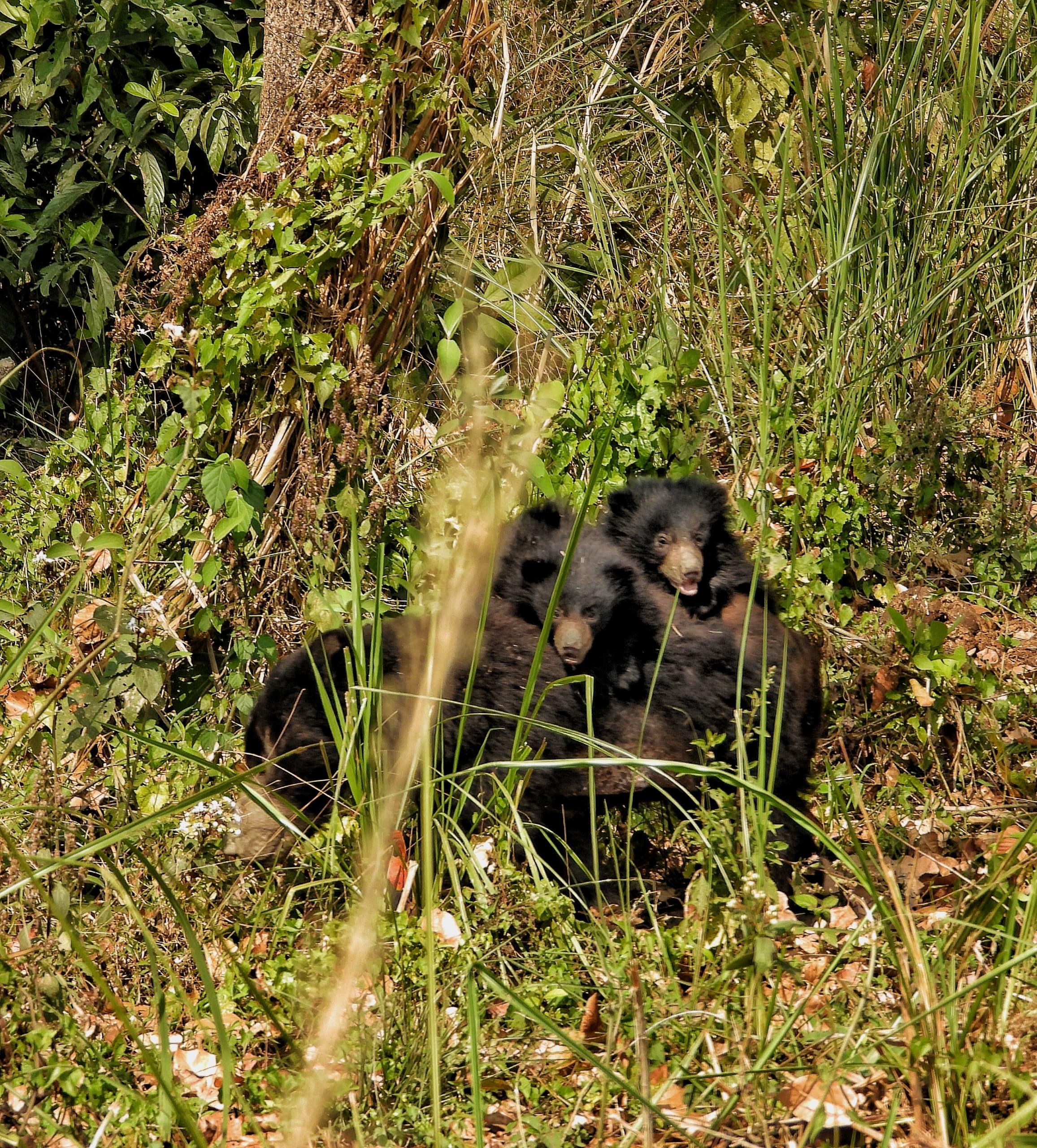 Chitwan: 4-Day Jungle Safari Full Package all inclusive