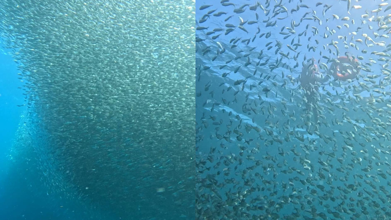Cebu: Moalboal Sardine Run and Turtle Encounter Tour 2