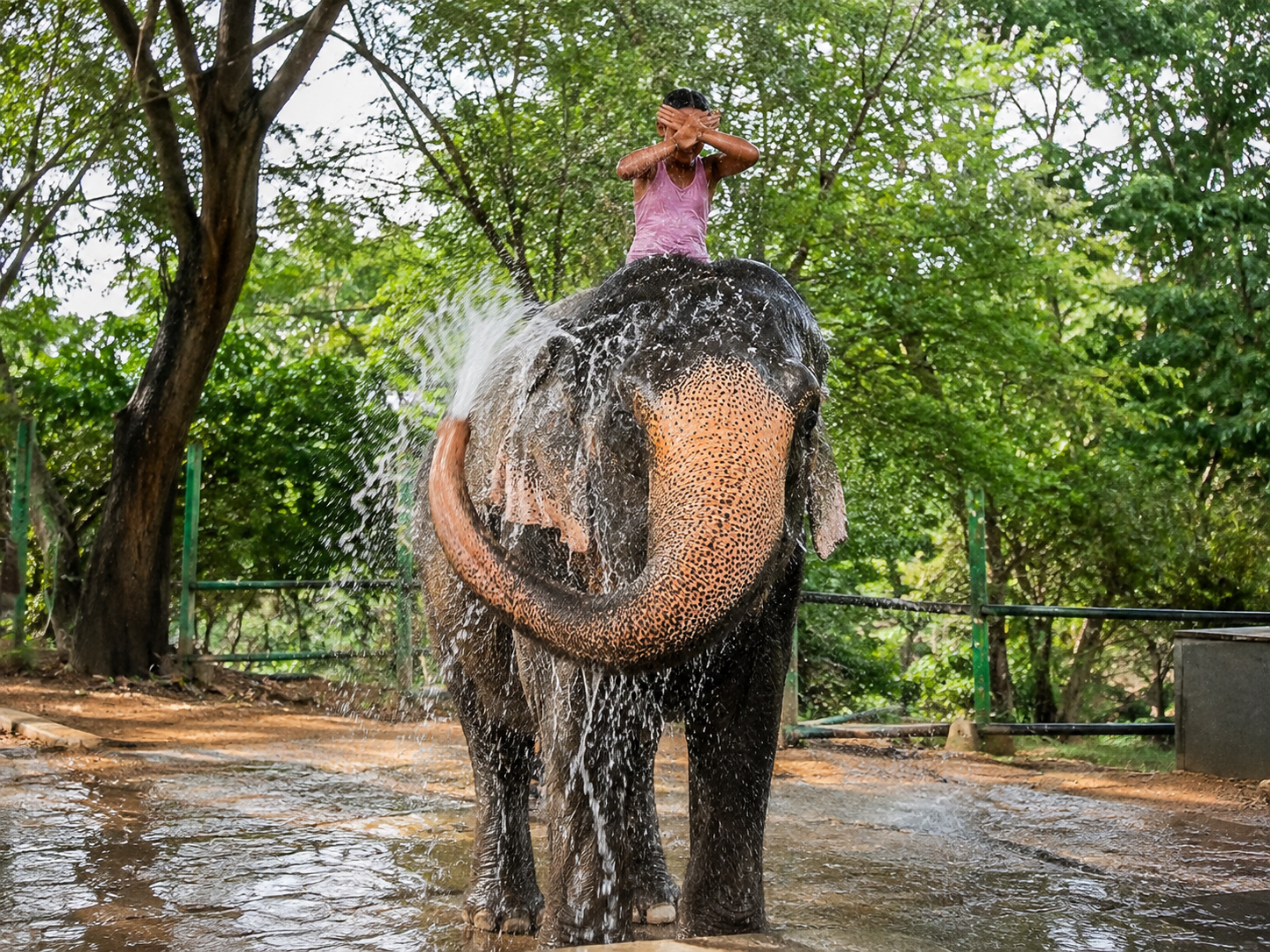 Jaipur: Elephant Village Care & Conservation Experience 3