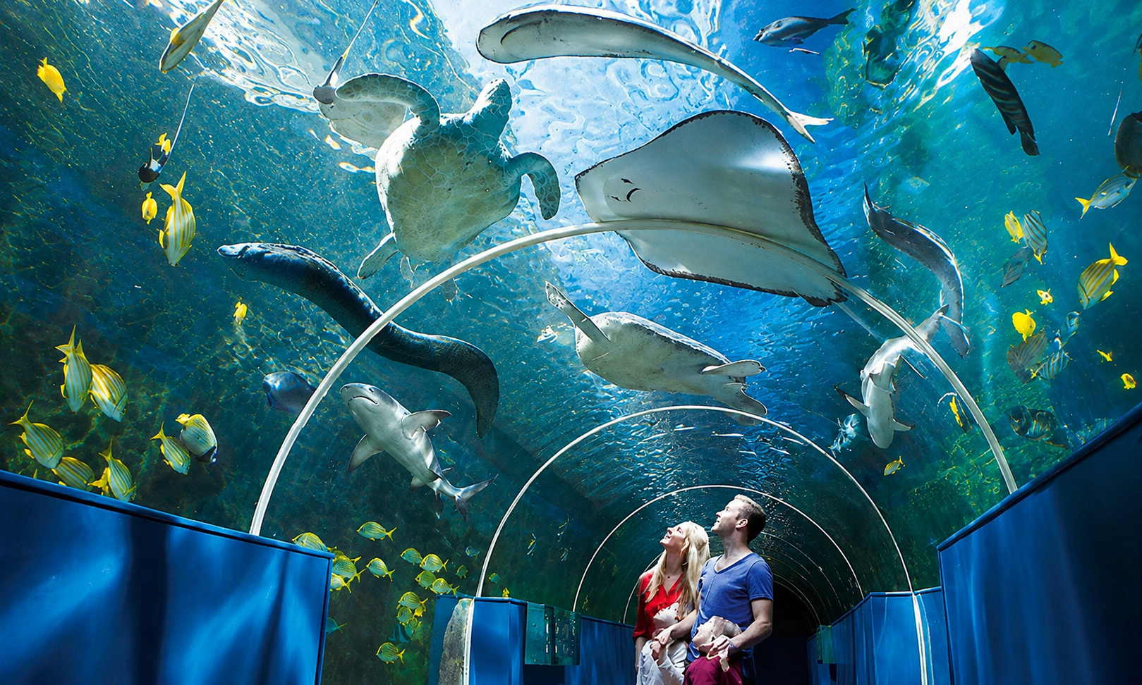 Cebu: Above the City, Beneath the Sea