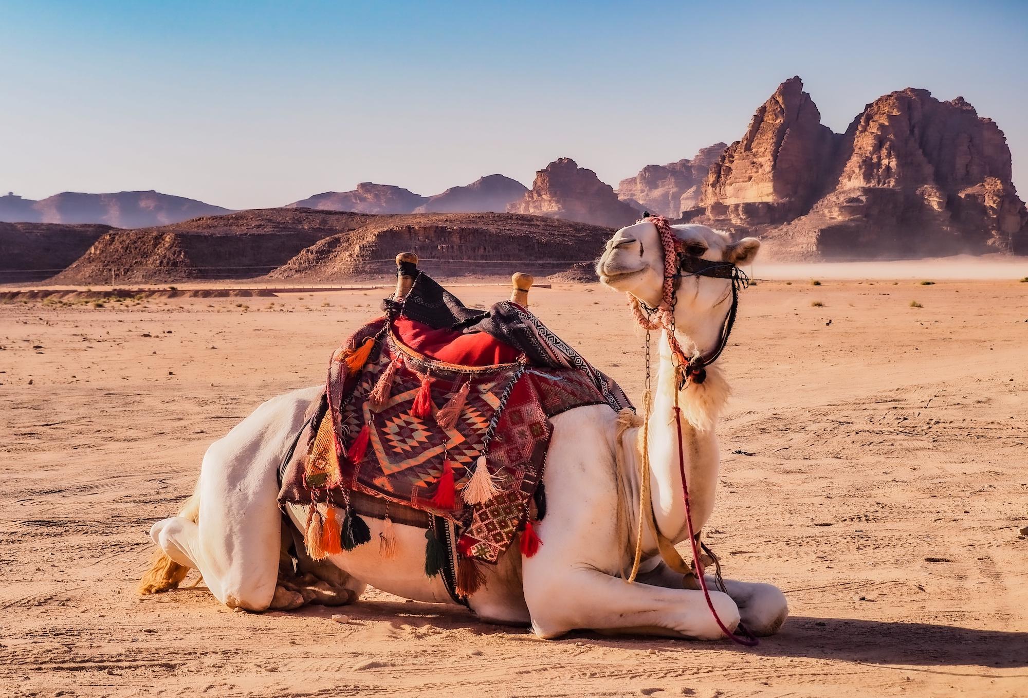 From Amman or Dead Sea: Petra and Wadi Rum 2 Day Tour