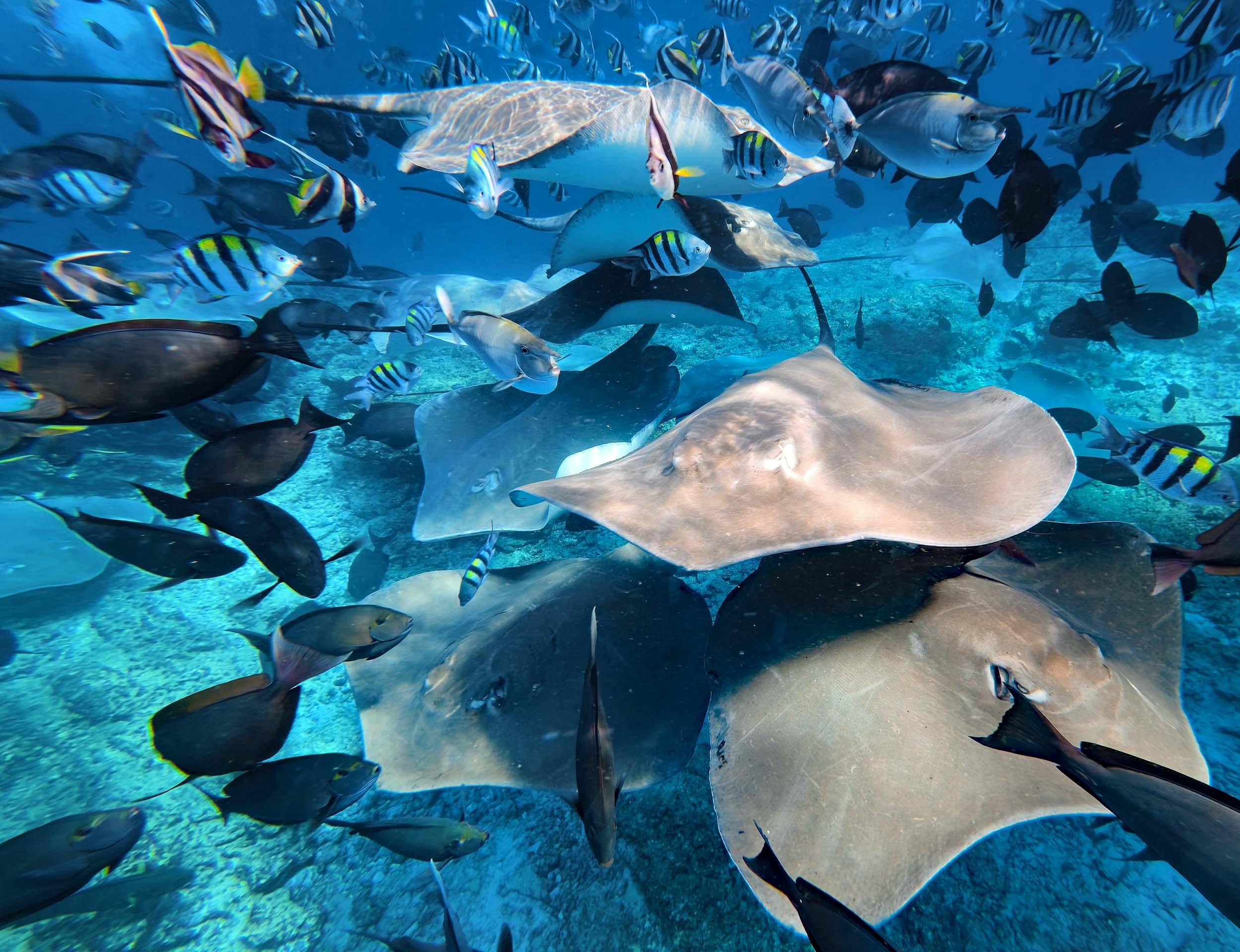 Maldives: Stingray Swim & 3-Reef Snorkeling Tour 2