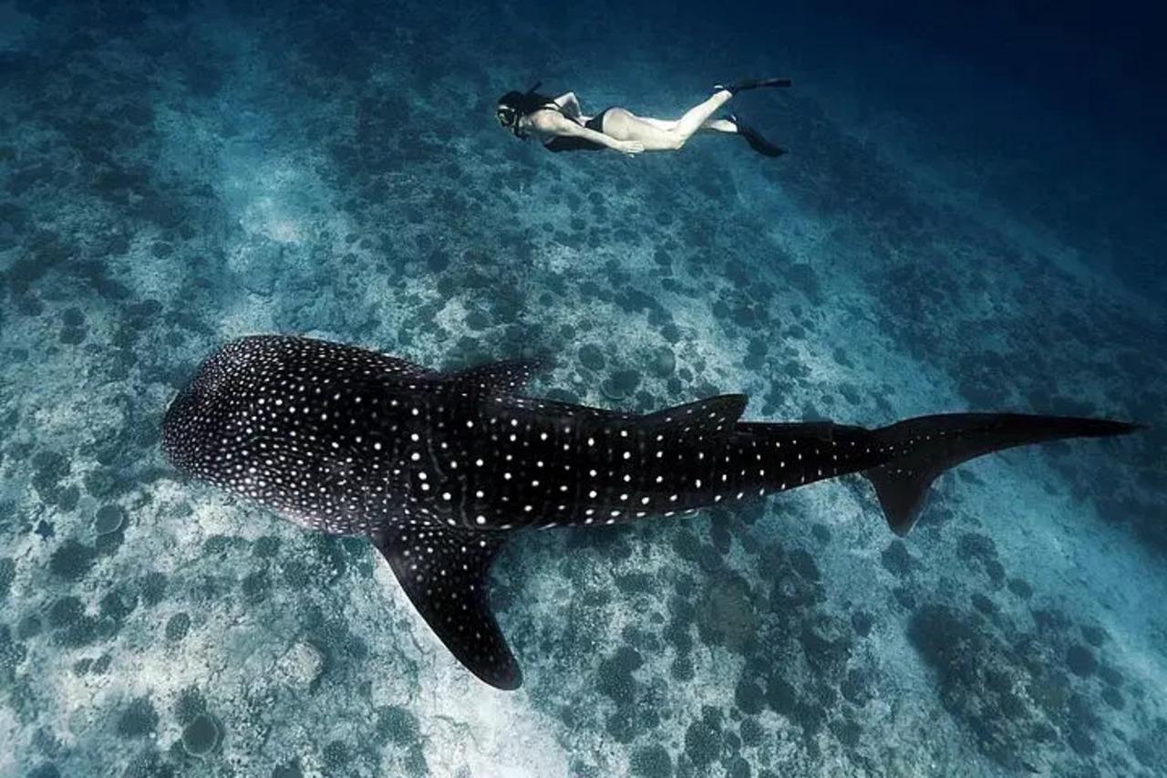 Malé: Discover South Ari Atoll - Full Day Tour from Malé — guided tour in Male