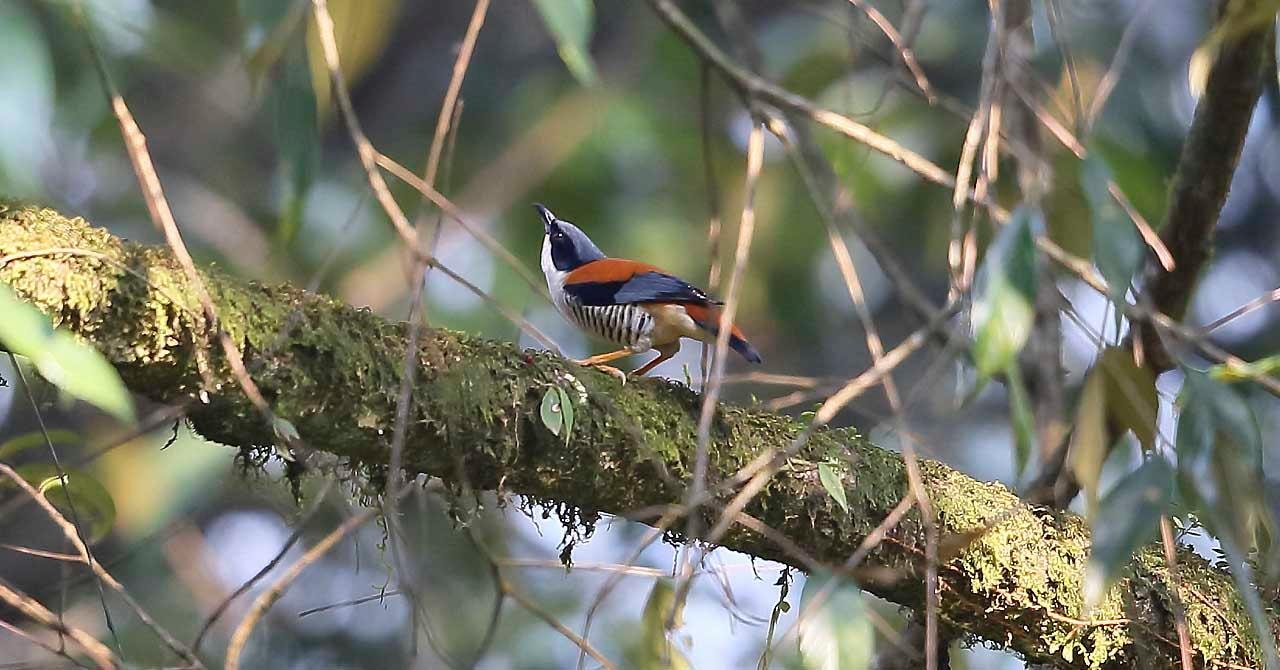 Kathmandu Valley: Bird Watching Tour with Guide 2