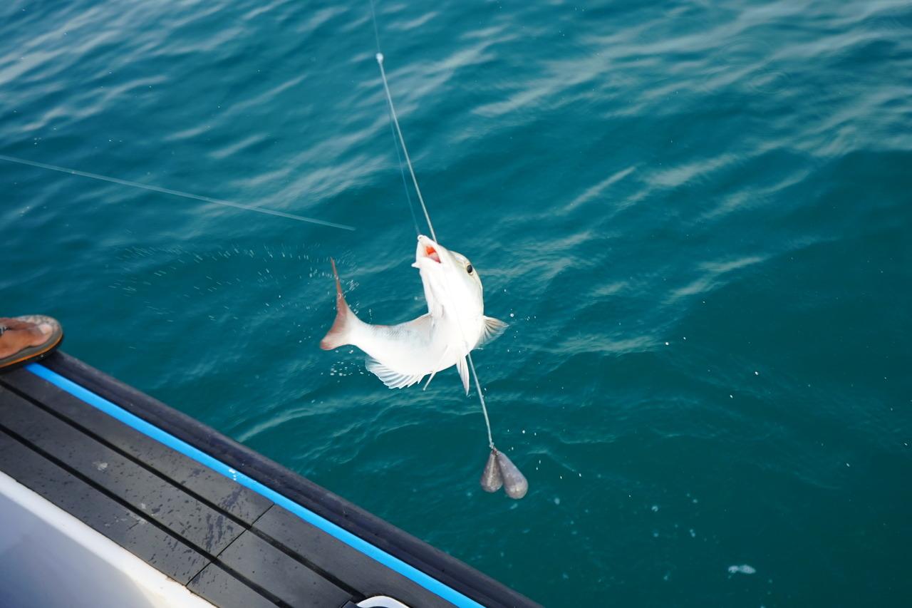 Doha: Family Fishing Boat Trip with Transfers 3