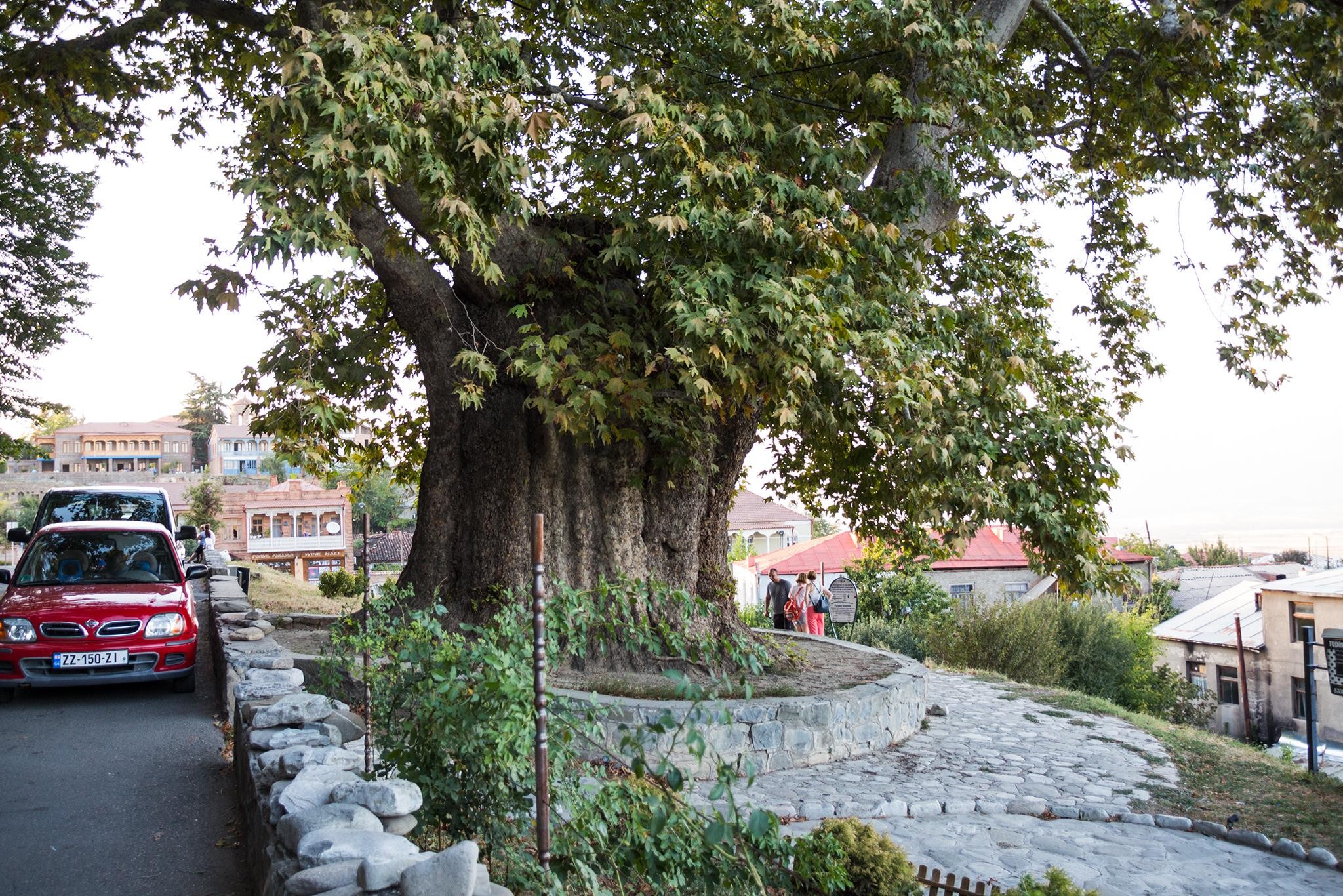 From Tbilisi: Kakheti, Sighnaghi, Bodbe & Telavi Tour 3