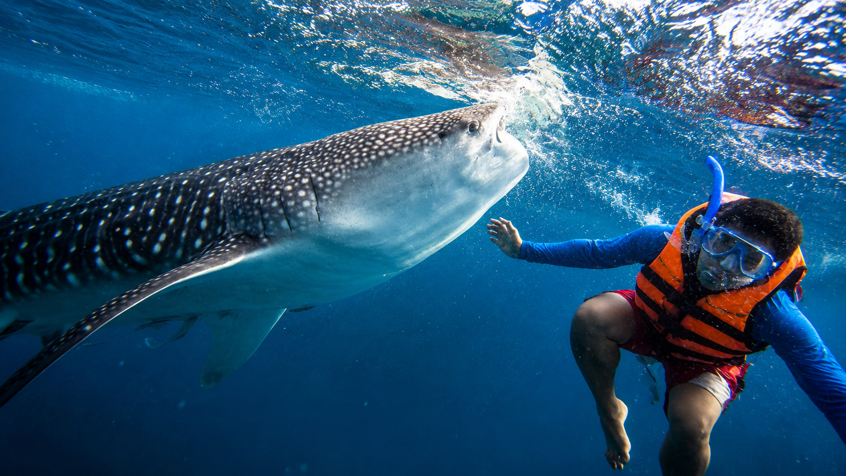 From Moalboal: Oslob Whale Shark Swimming Experience